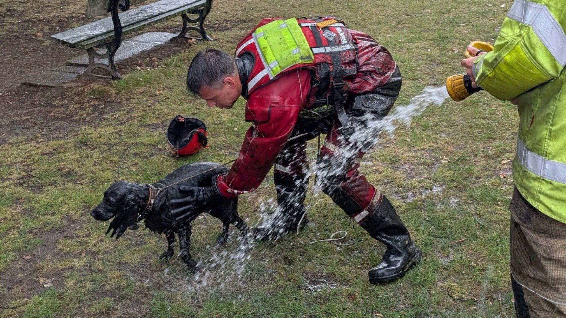 A muddy Bailey is getting hosed down, standing with the firefighter holding the lead. They are still on the patch of grass near some woodland. The firefighter is crouched slightly with his hand on Bailey's back to help wash off the mud. There is another firefighter slightly out of vision to the right holding the hose as water sprays out of it to Bailey.
