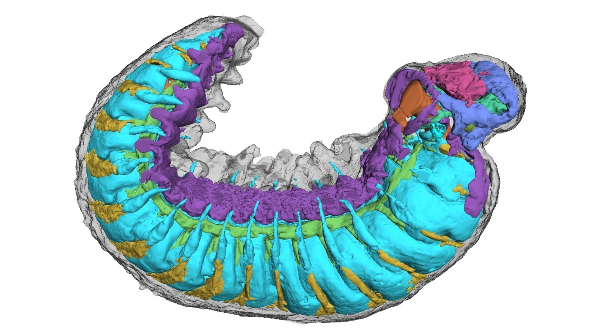 A side-on view of the worm showing internal organs