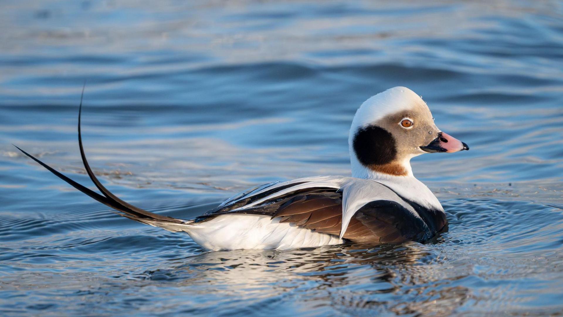 A long-tailed duck floats on water. The bird has grey, black and white feathers, a long curved tail and a light pink beak with a black tip.