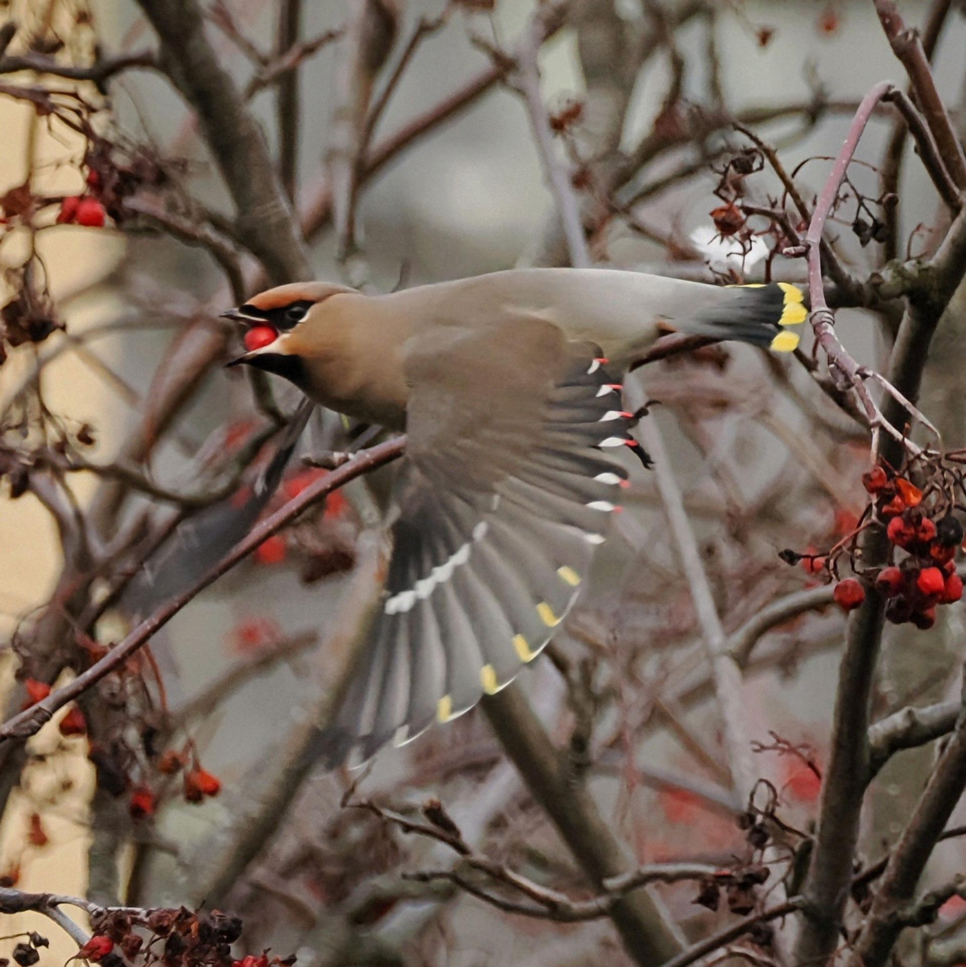 Waxwing bird in flight with a berry in its mouth
