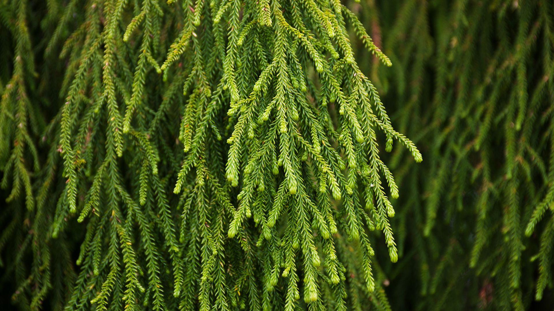Green branches from a tree