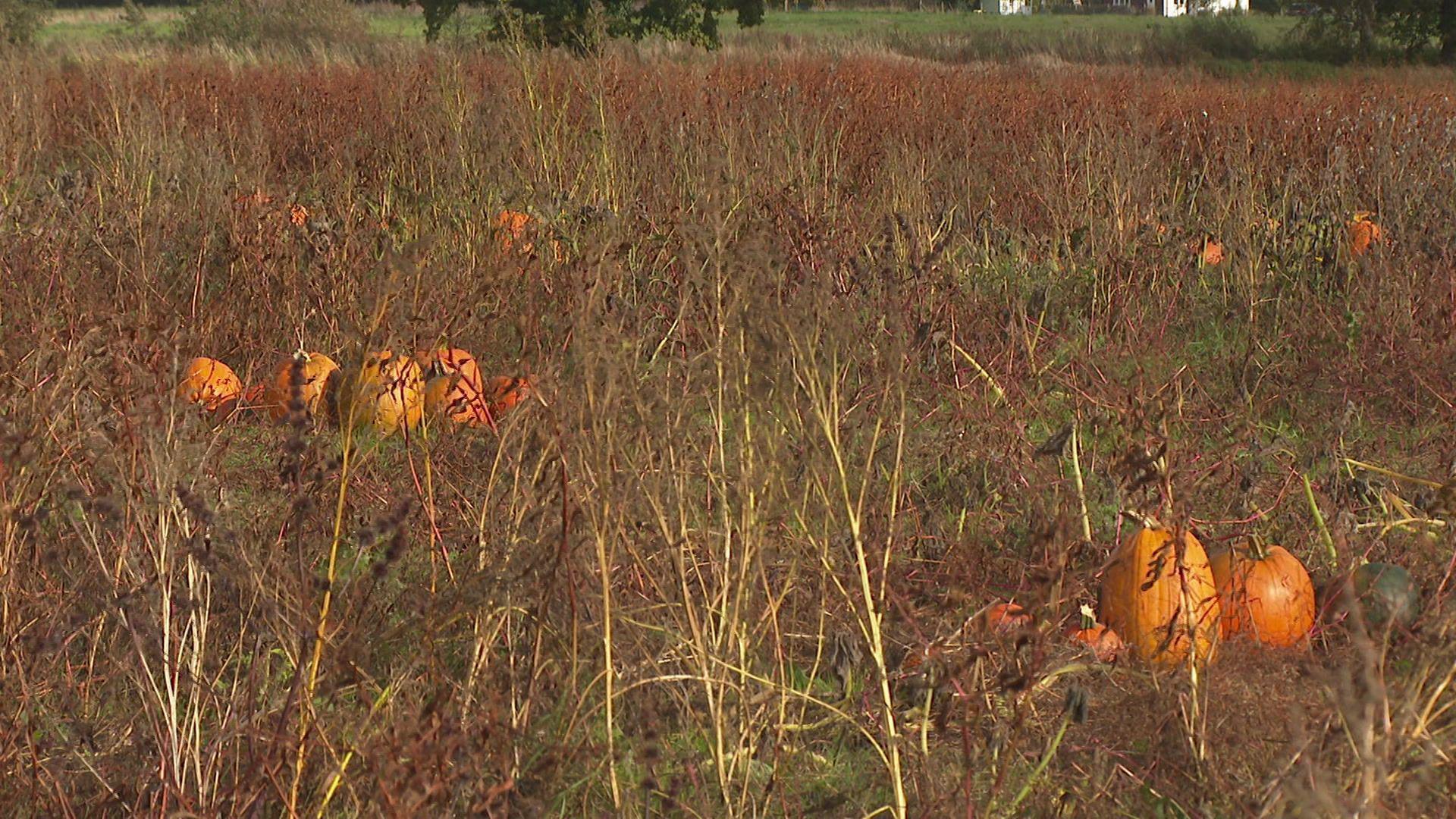 A large field containing only a few pumpkins 