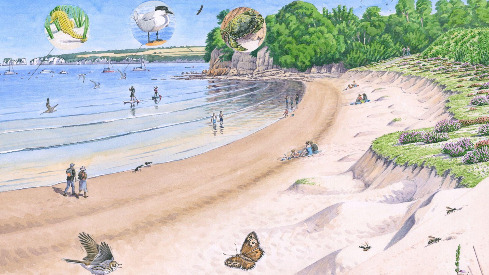 A watercolour illustration of how the beach could eventually look. It shows a sandy cove beach, with greenery an purple heather on the cliff and large green trees in the background. Some people are walking along the beach, while others sit for a picnic and some are in the water paddleboarding. There are butterflies and birds flying around and in the distance yachts can be seen in the water.