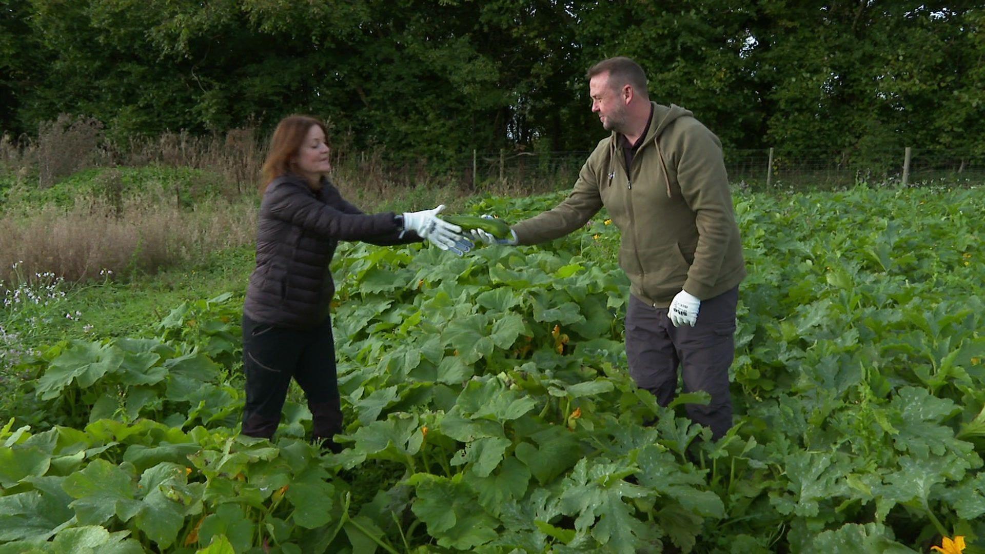 Emma and Geraint Evans picking courgettes on their nine-acre plot in the Vale of Glamorgan. 