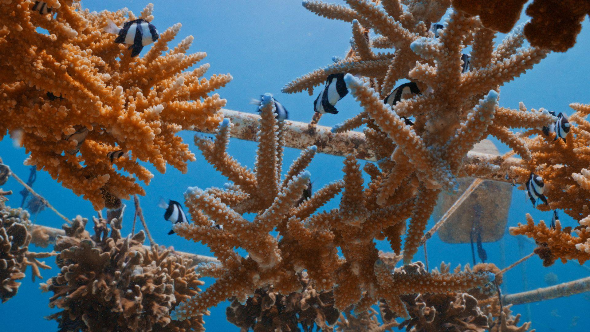 Underwater image of fish swimming in between coral.