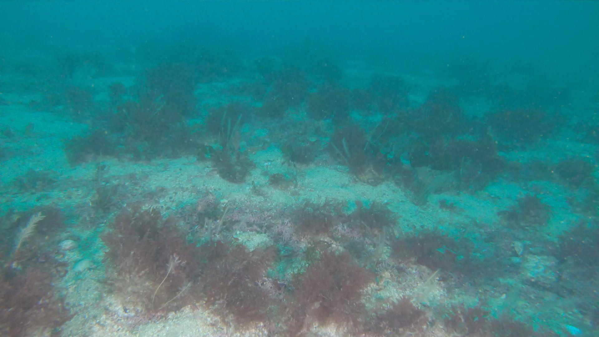 Under-water footage of the sea bed showing a variety of plant life