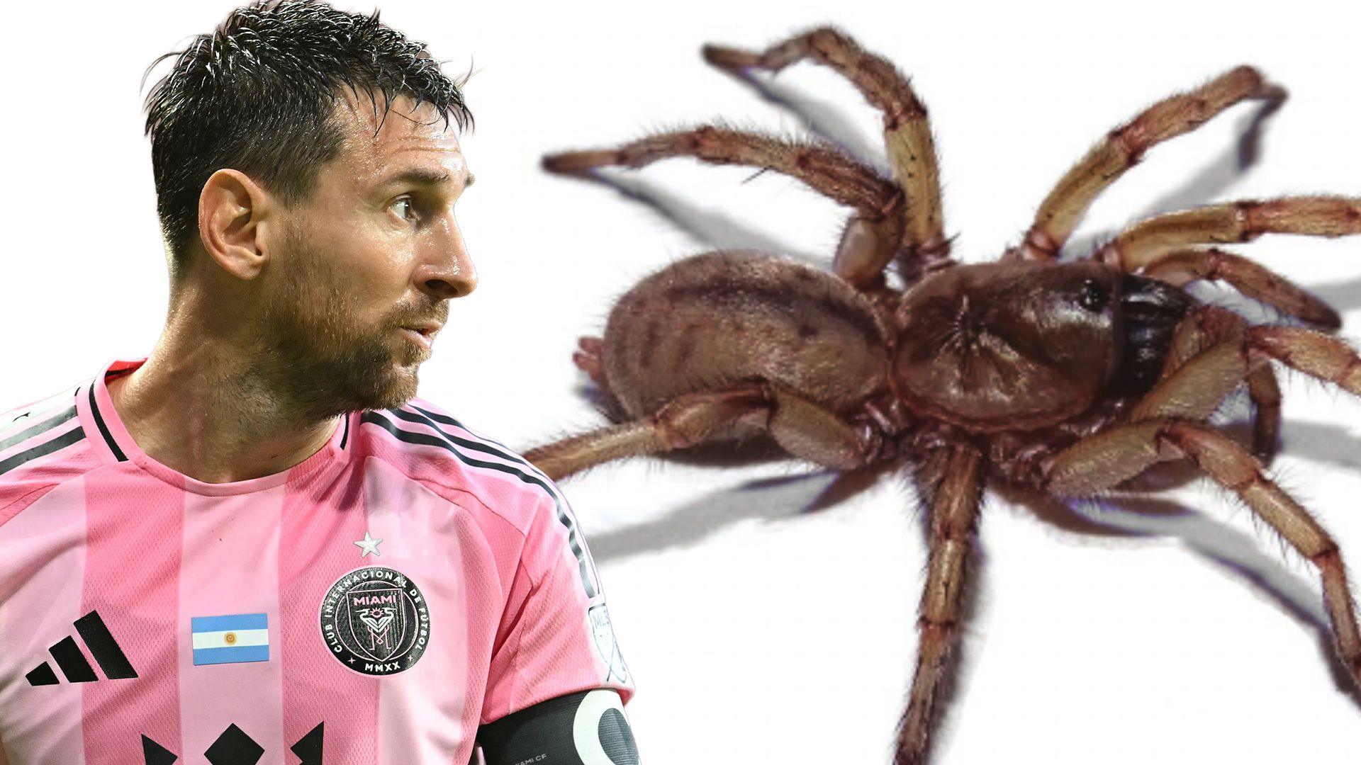 An image combining a photo of Lionel Messi looking to the right, and next to him a photo of a spider
