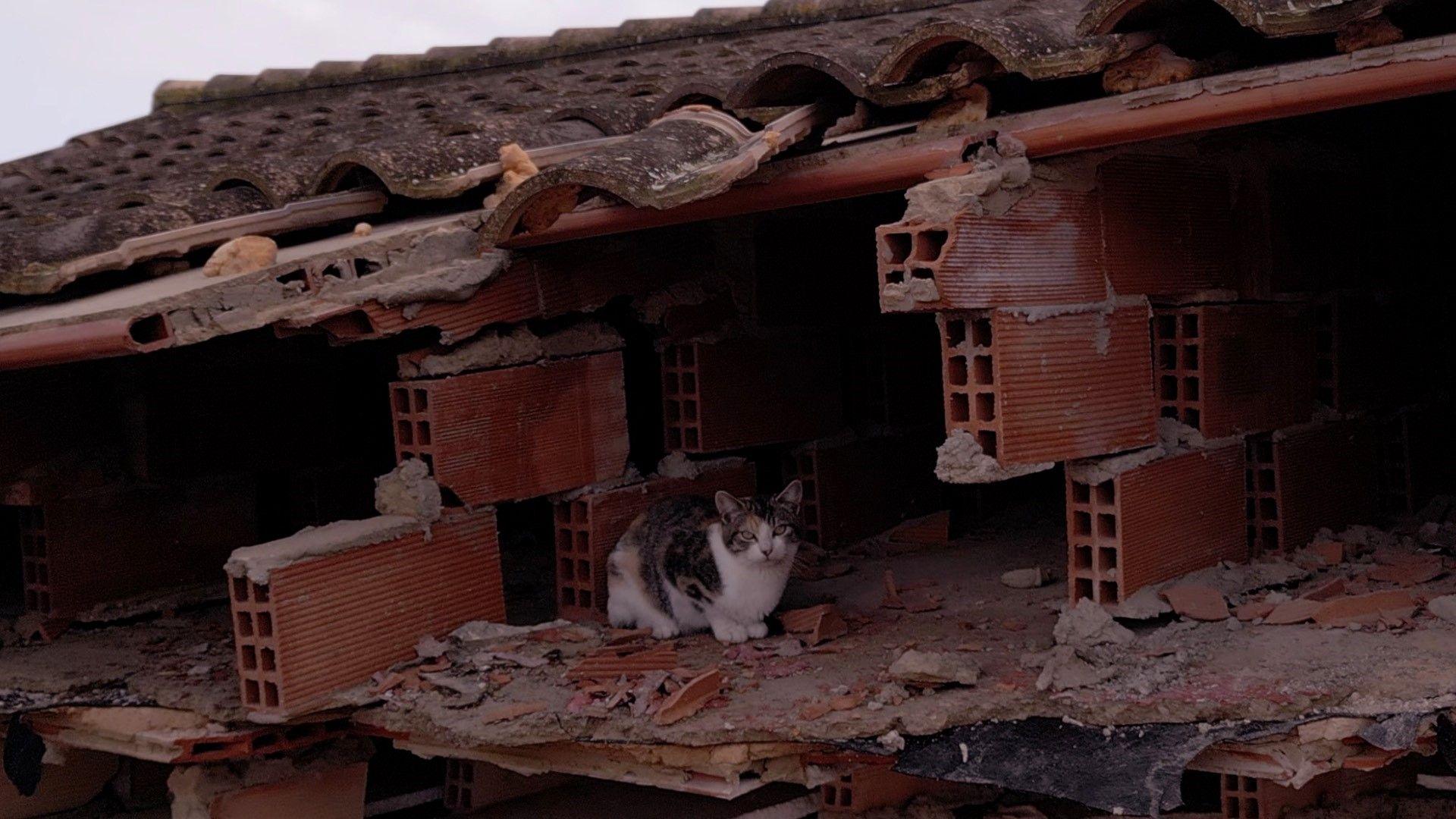 A white and brown cat sits among rubble in the Matías family house, just under the roof