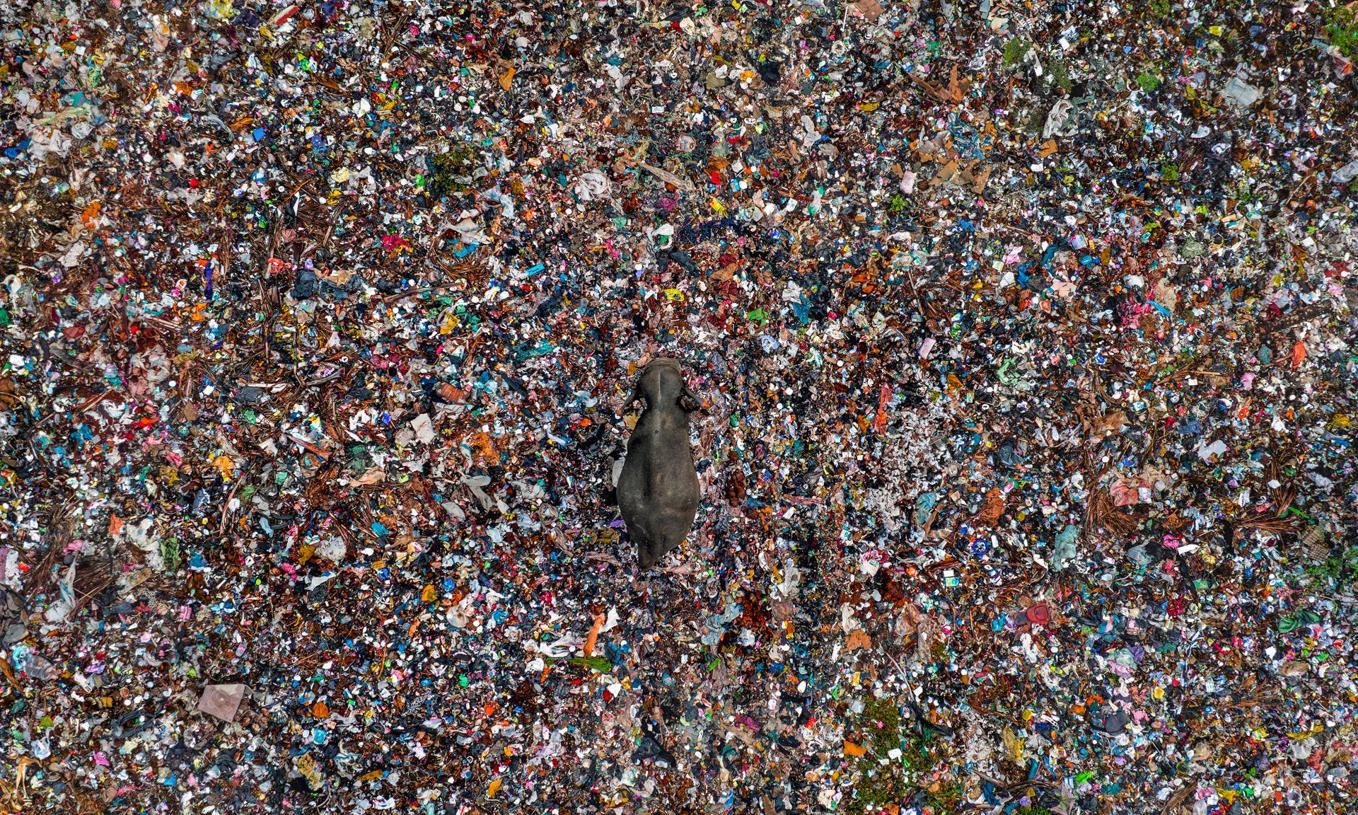An Asian elephant walks through heaps of rubbish at a landfill in Sri Lanka. The brightly coloured discarded rubbish contrast starkly with the elephant’s grey skin.