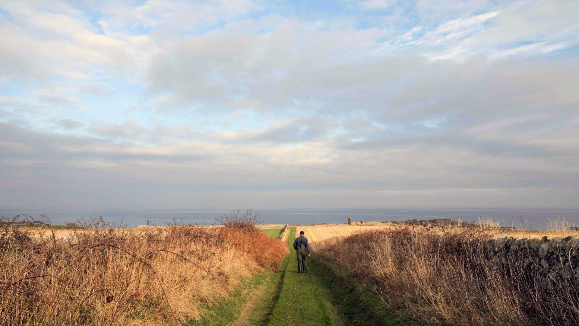 Alan Steven walking into the distance with crops growing in fields on either side of him. He is walking towards the sea. 