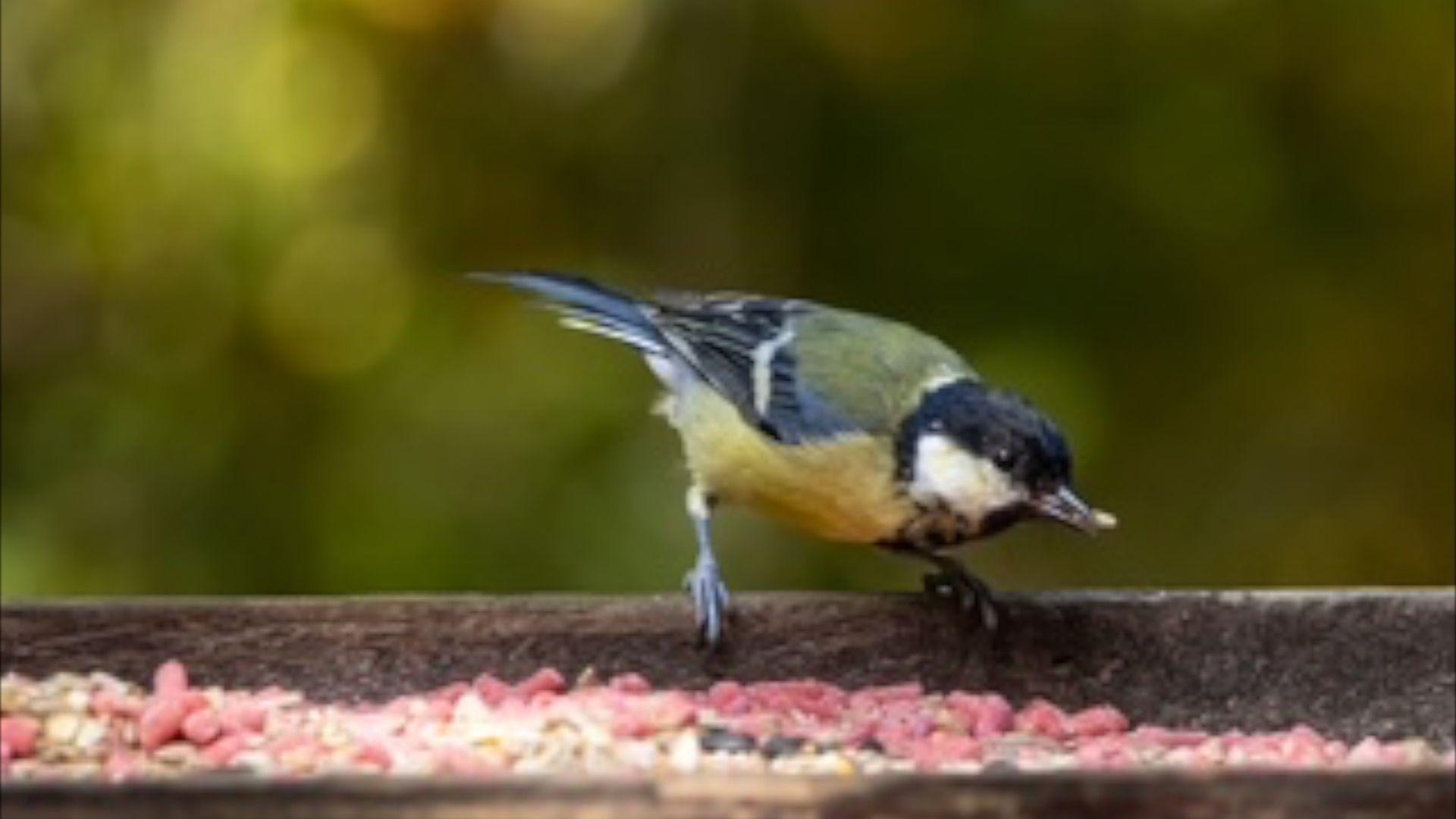 A colourful bird looking down perched on some wood.