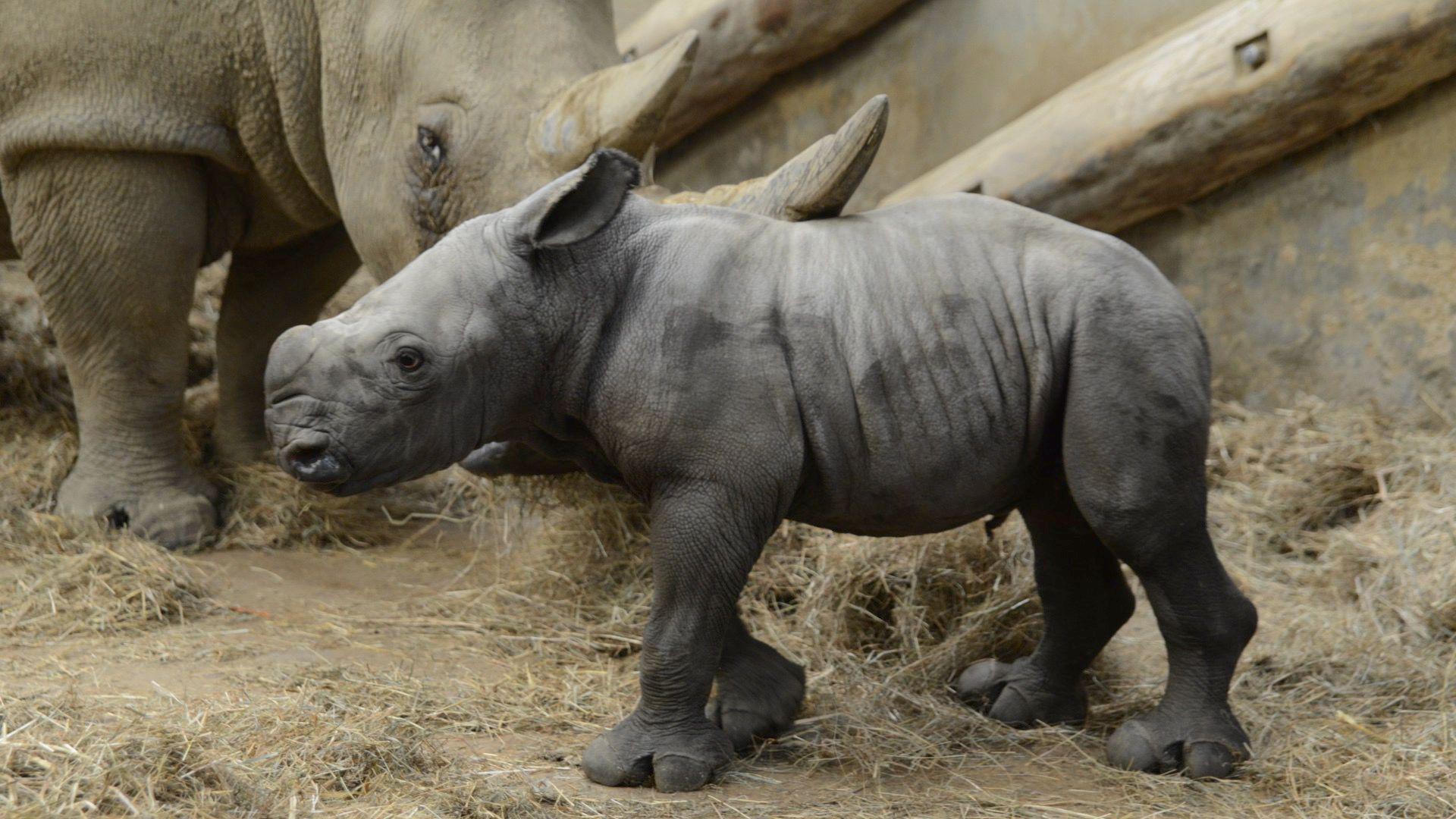 A close up of Markus the white rhino. He is standing up and walking, looking to the left of the image. His mother, Nancy stands in the background watching him in their pen, which has straw on the floor. Markus is a light grey colour.