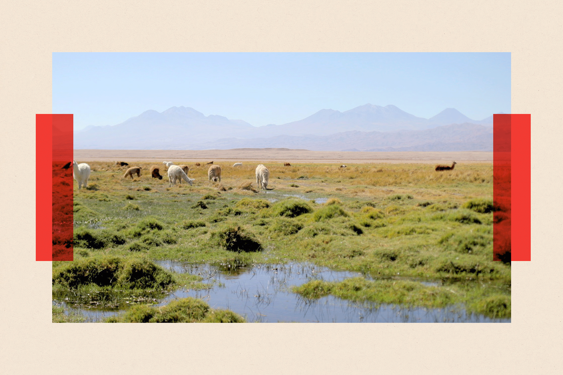 Landscape in the Vega with grass and some animals grazing in the distance