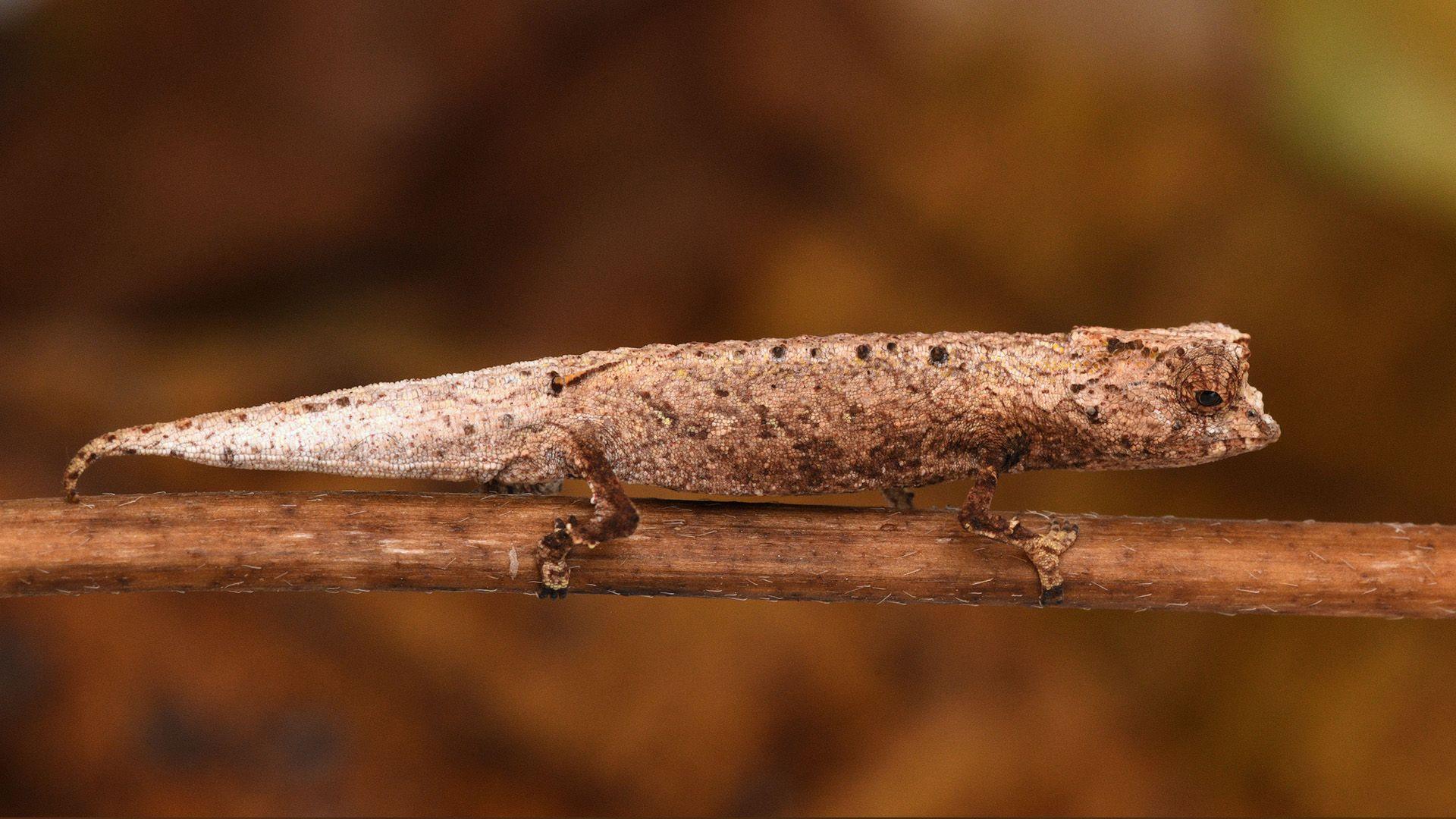 Leaf chameleon with brown speckles sits on a twig