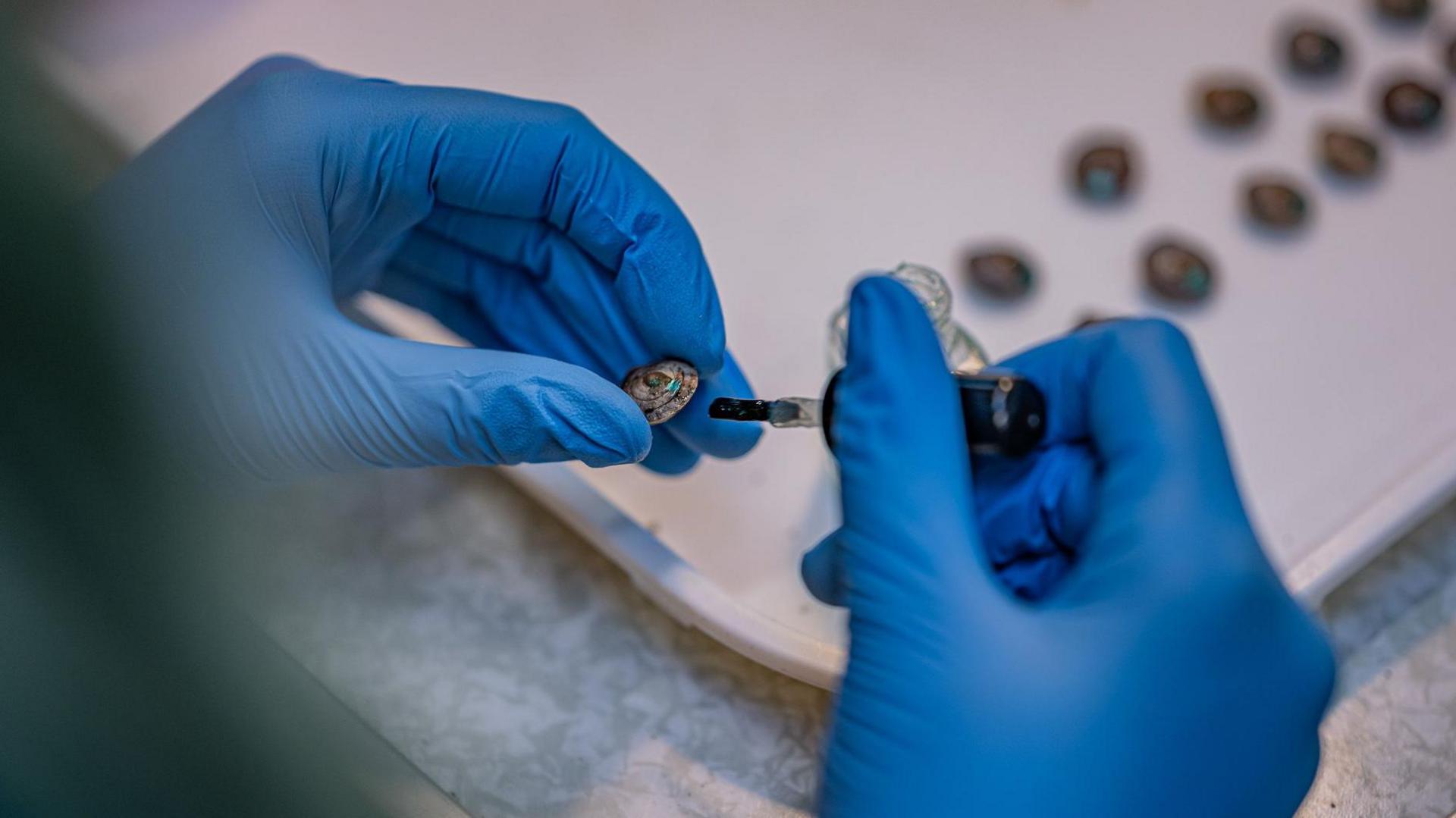 Snails, lined up on a tray, being marked with dots by someone wearing blue latex gloves