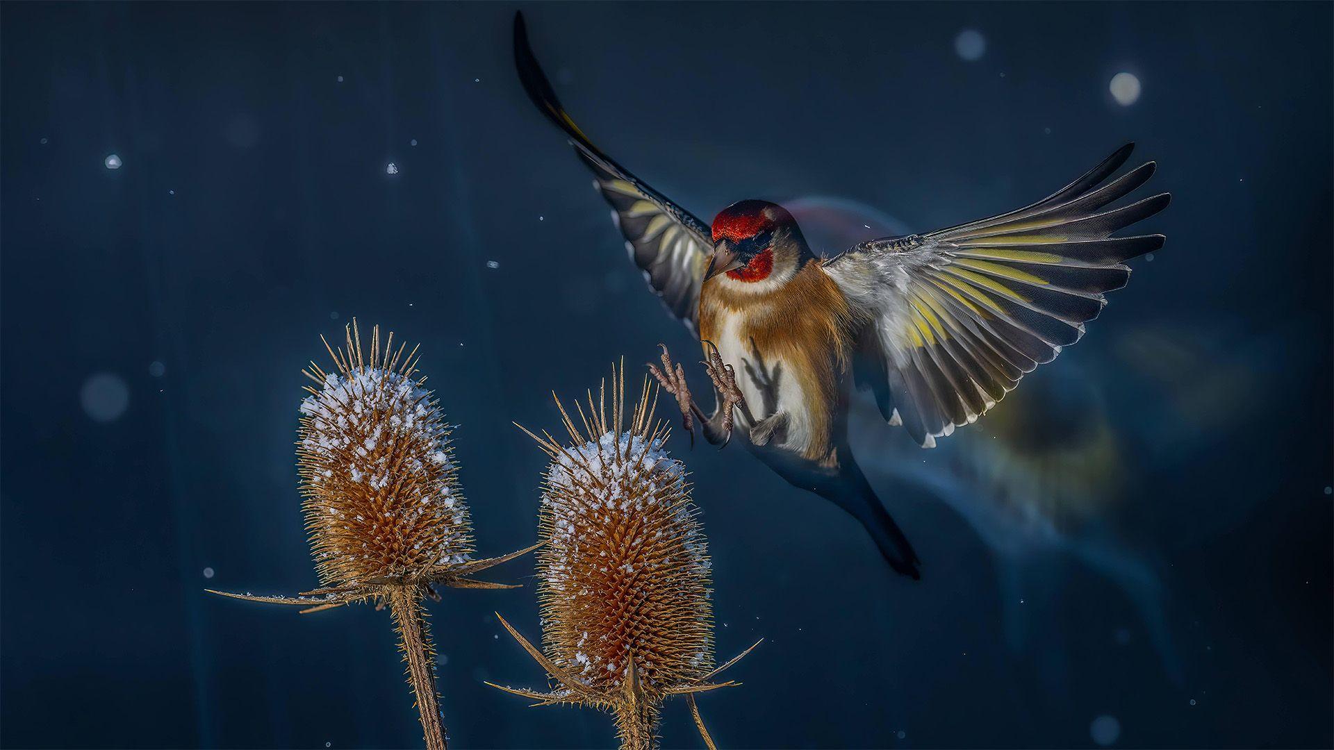 This picture of a European Goldfinch taken in France during winter came second in the competition's Birds In Flight category