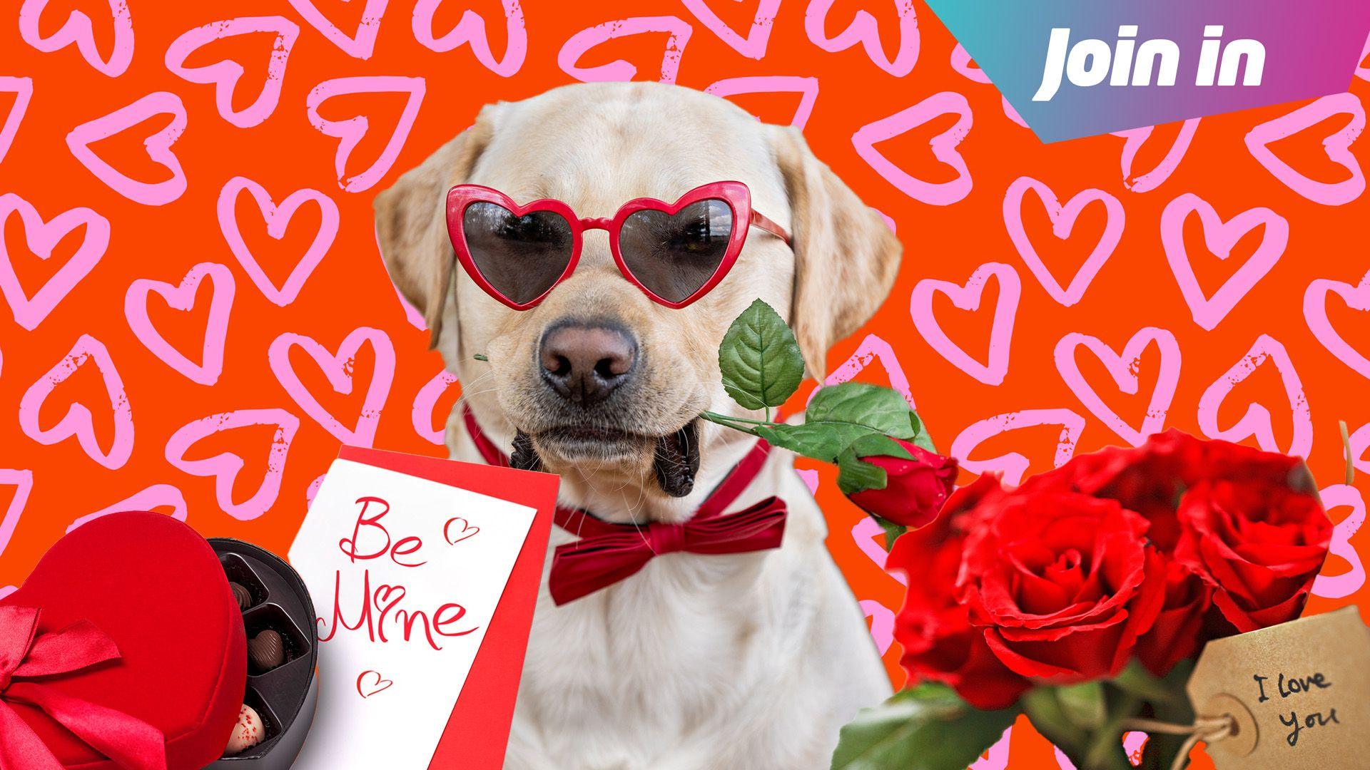 Dog with card and flowers for valentines day.