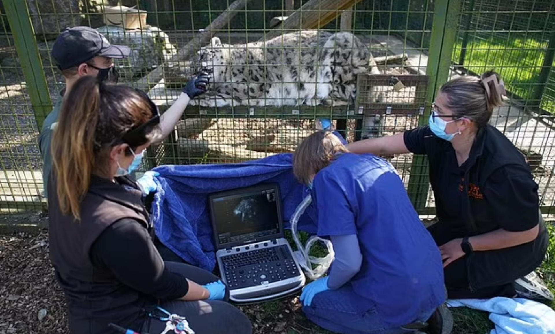 Vet performing ultrasound on snow leopard Laila.