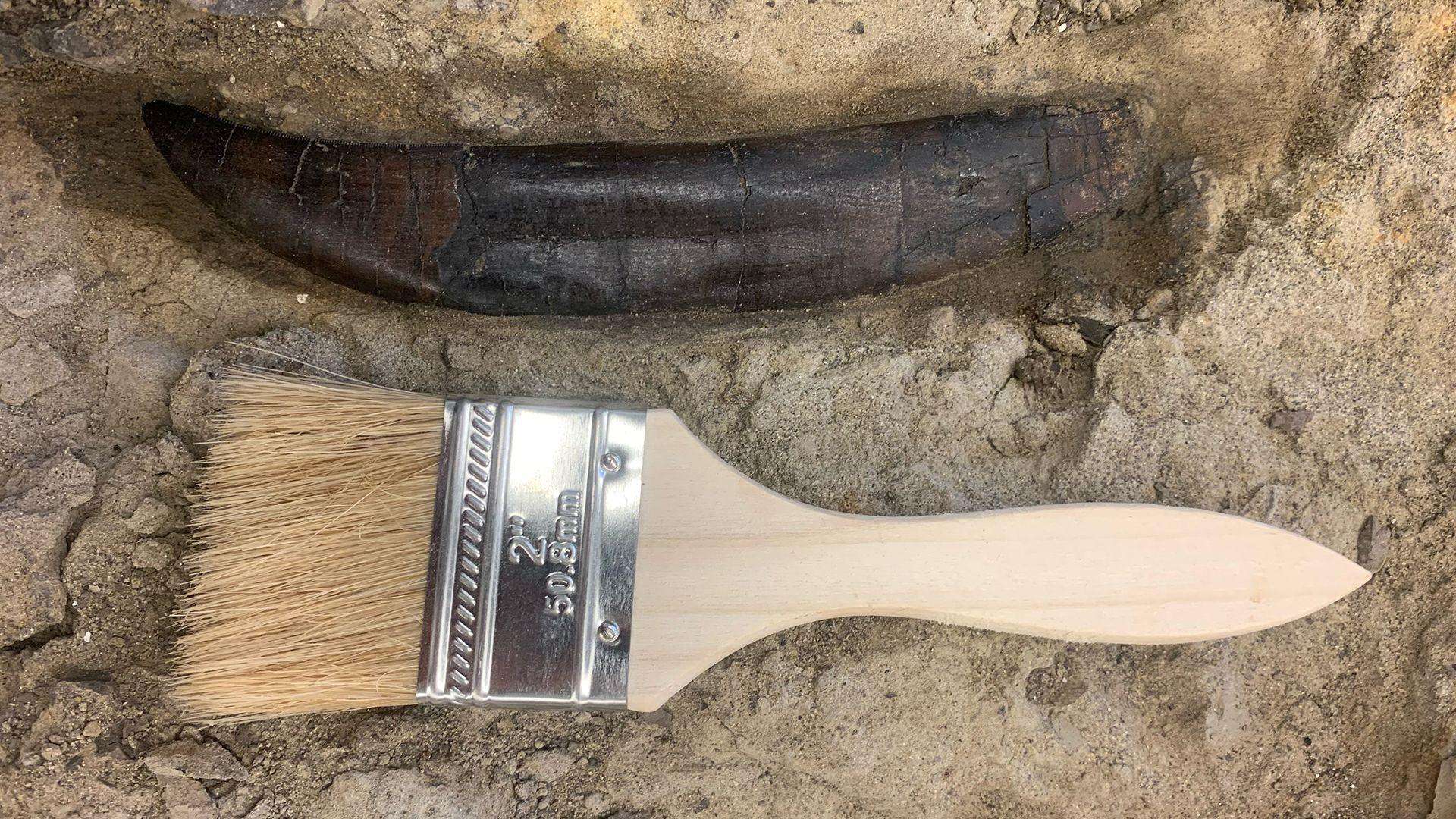 A fossil of a T. rex tooth, next to a paintbrush to compare for size