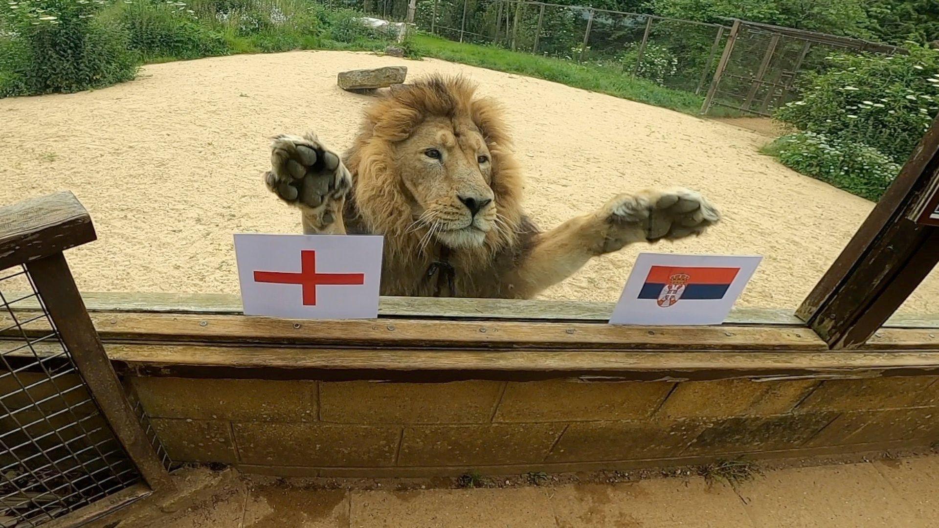 Rana the lion puts a paw on the England and Serbia flags