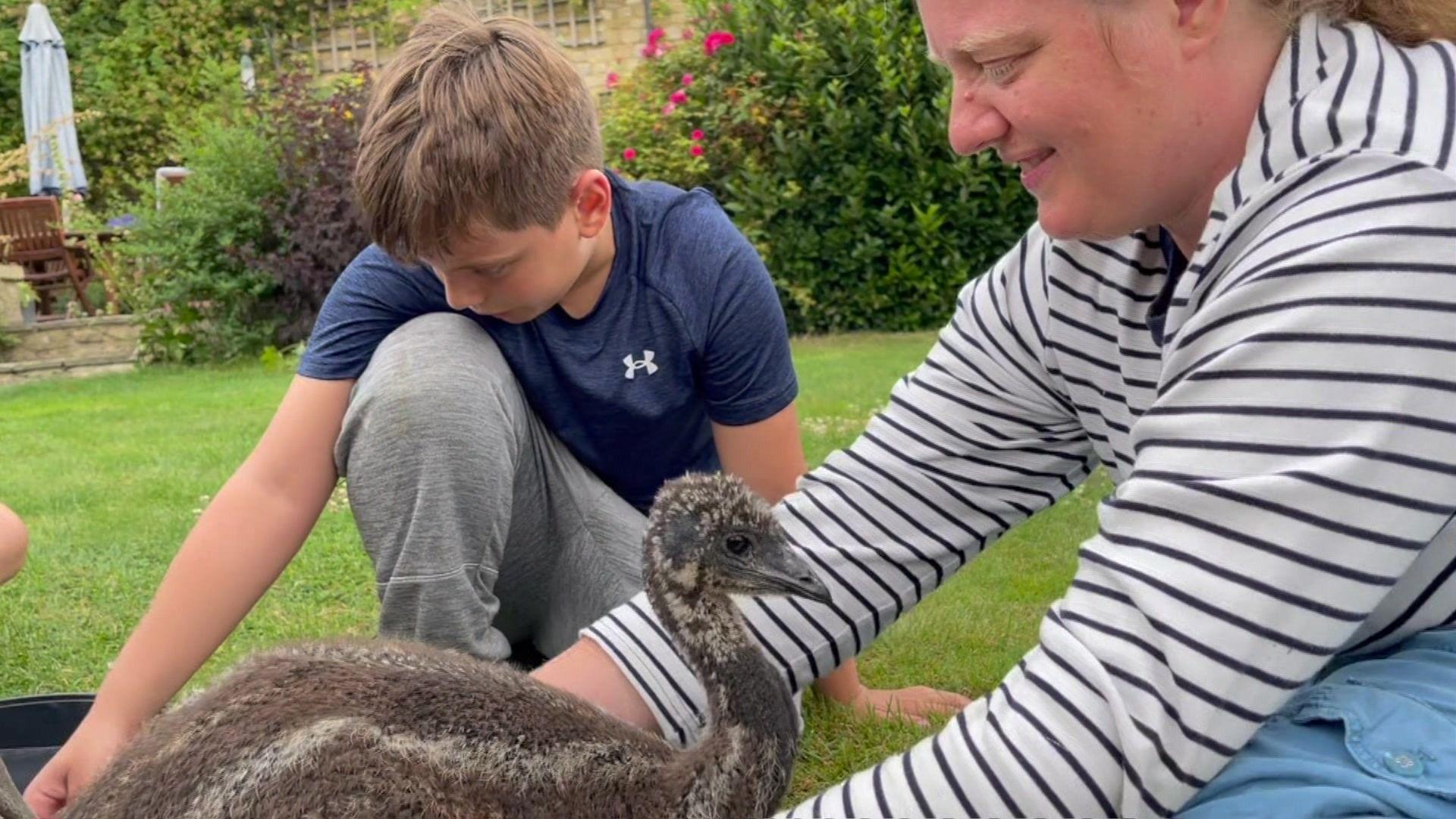 The boy and his mother, a woman with blonde hair wearing a stripy sweatshirt, crouch in front of one of the adolescent emus and stroke it.