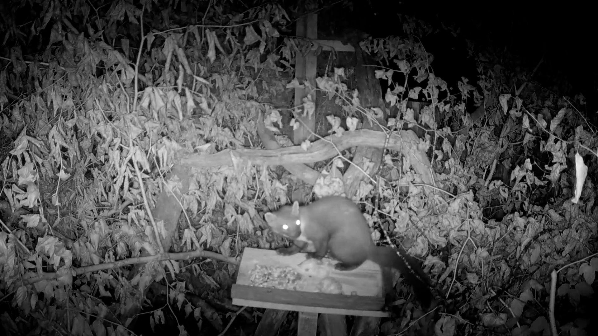 A night vision photograph of a cat-sized mammal 