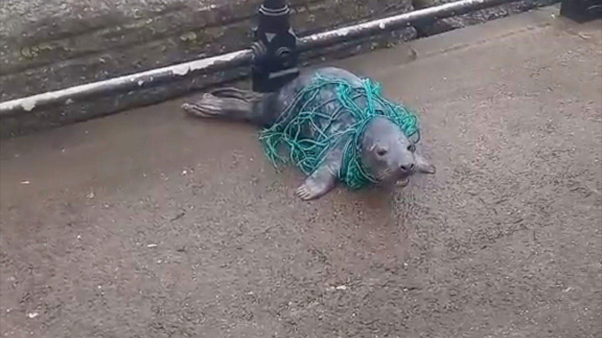 A grey seal on pavement with fishing net around its body.