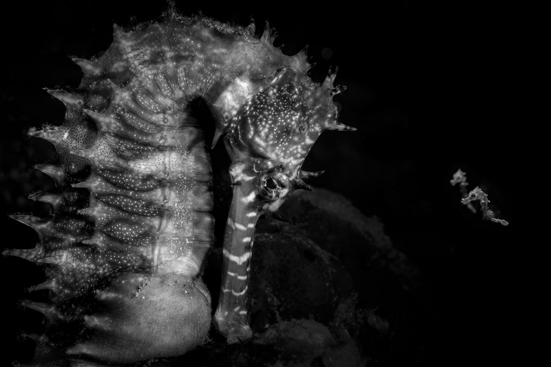 A black and white image of an adult seahorse swims with tiny baby seahorses 