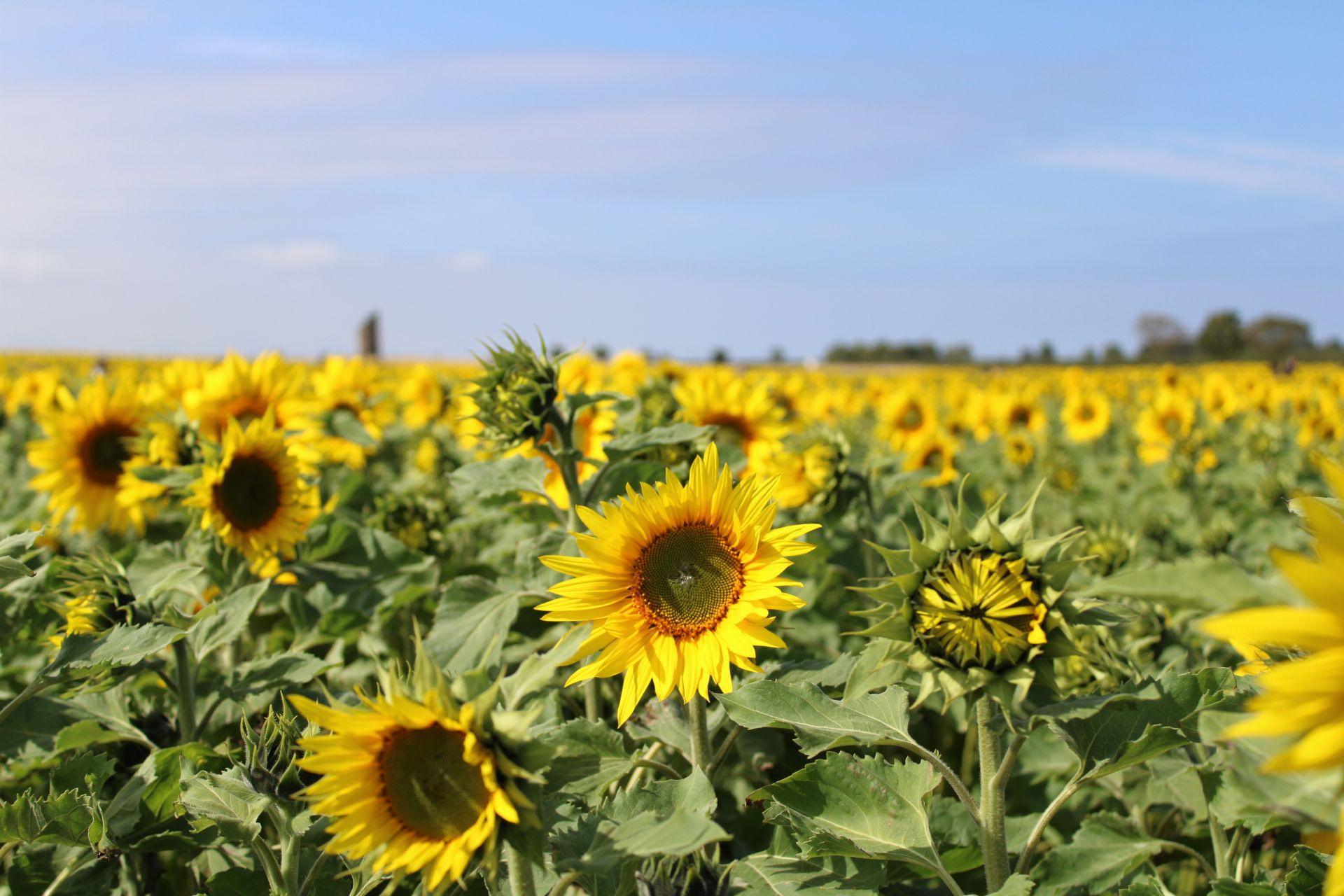 A field of sunflowers with a blue sky in the background