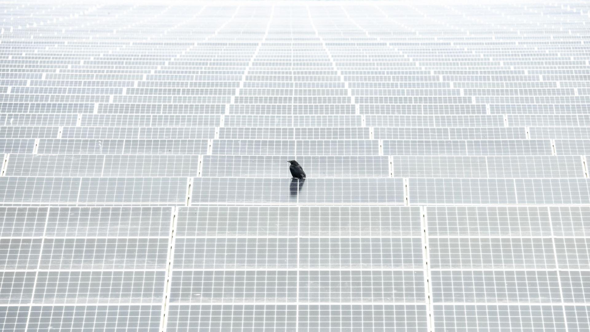 A lone bird resting on solar panels