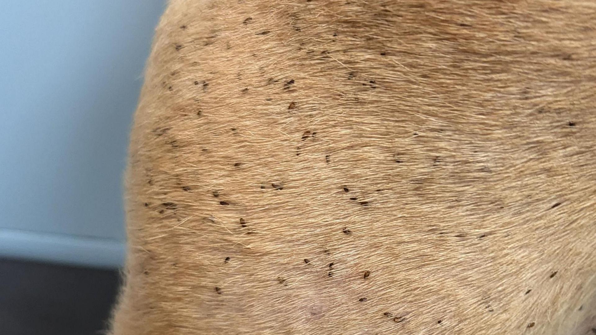 A close up of a tan patch of fur. It is teeming with fleas - in a roughly 10x10cm area, there are easily more than 50 fleas visible.