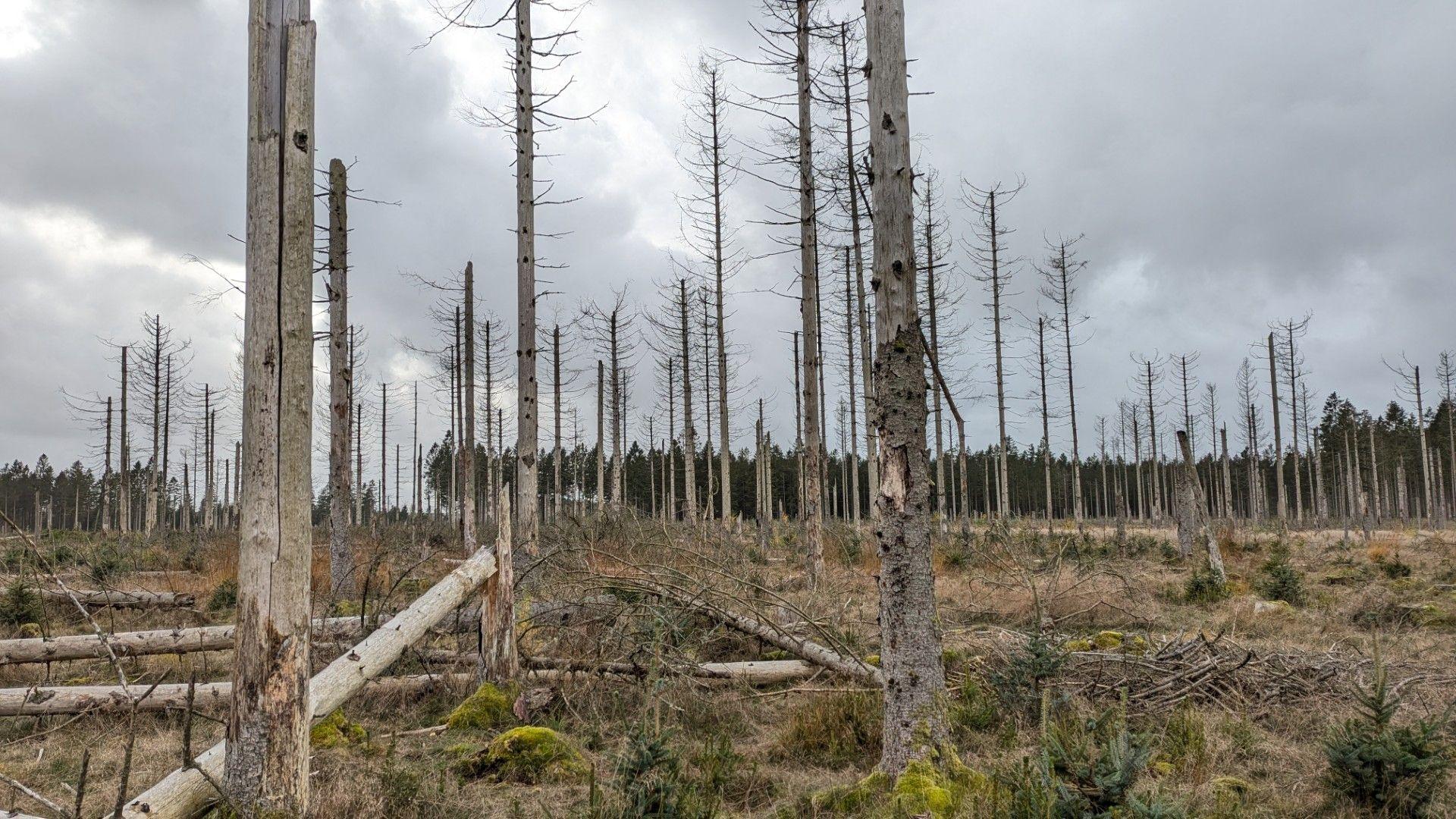 Barren spruce trees stripped of branches and leaves stand in a field, on the ground are some felled trees arranged in groups. The floor is covered in low level shrubland and moss. In the background is a spruce forest set against a cloudy sky