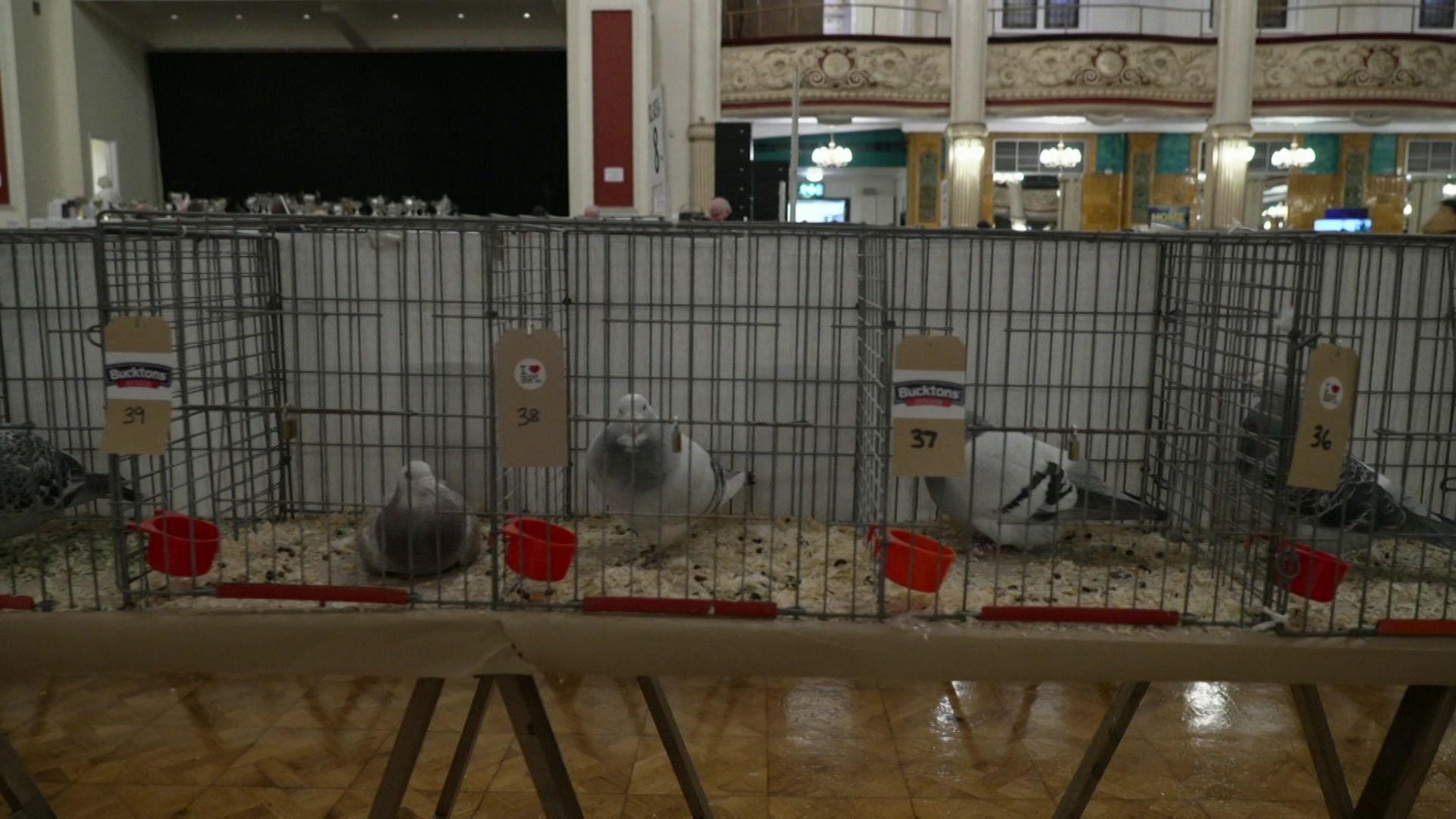 A row of cages contain pigeons waiting to be judged. The cages are placed on tables in the middle of Blackpool's Winter Gardens venue