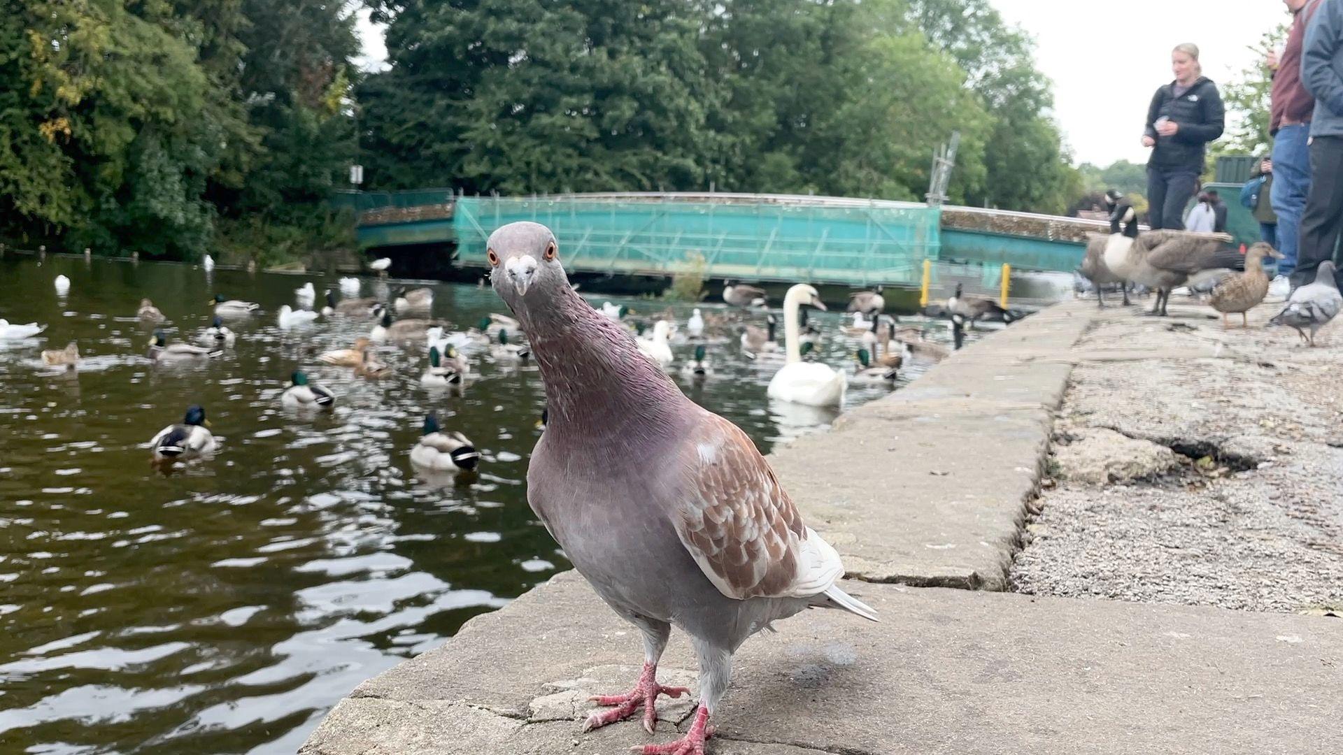 Pigeon at Weir Bridge