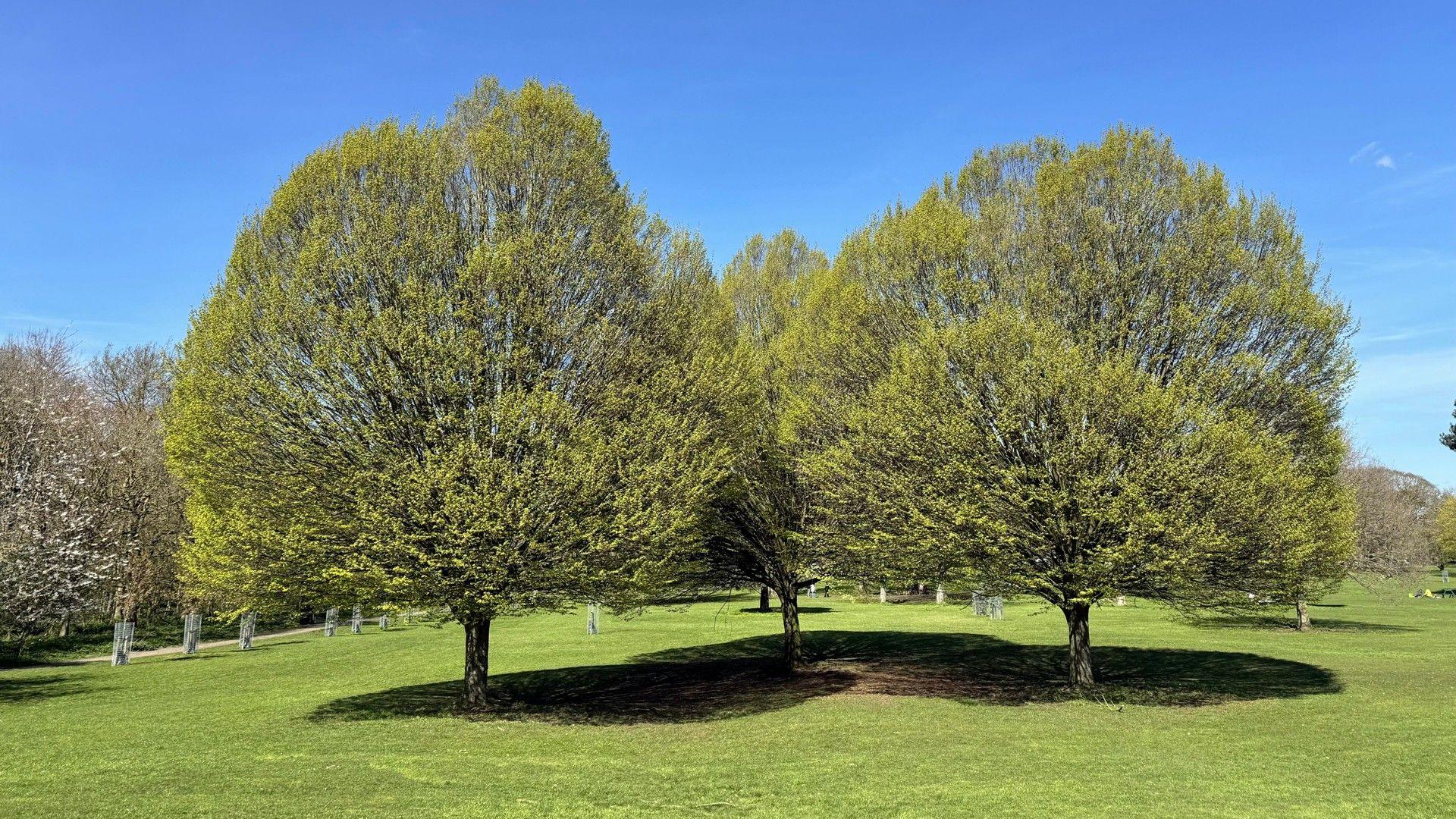 Sunny day with trees in leaf and blossom