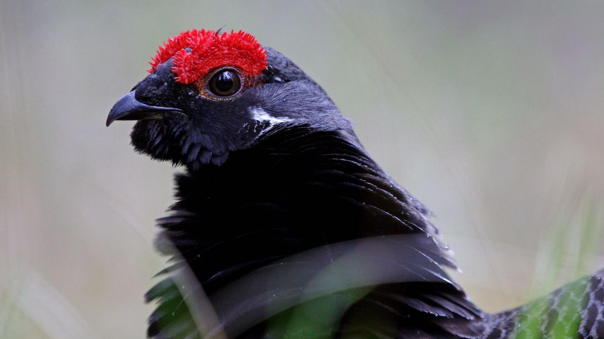 Black grouse face and neck