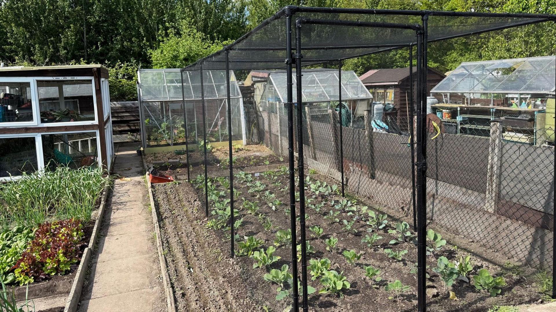 A black netted cage covers one part of an allotment growing green produce, which more grows in open air next to it