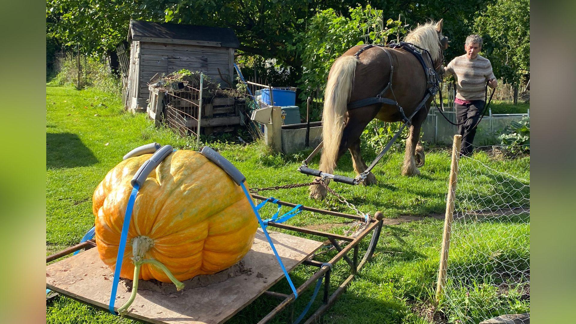 A horse pulling a cart, which is loaded with a 150kg orange pumpkin. The horse is pulling the pumpkin out of a garden.