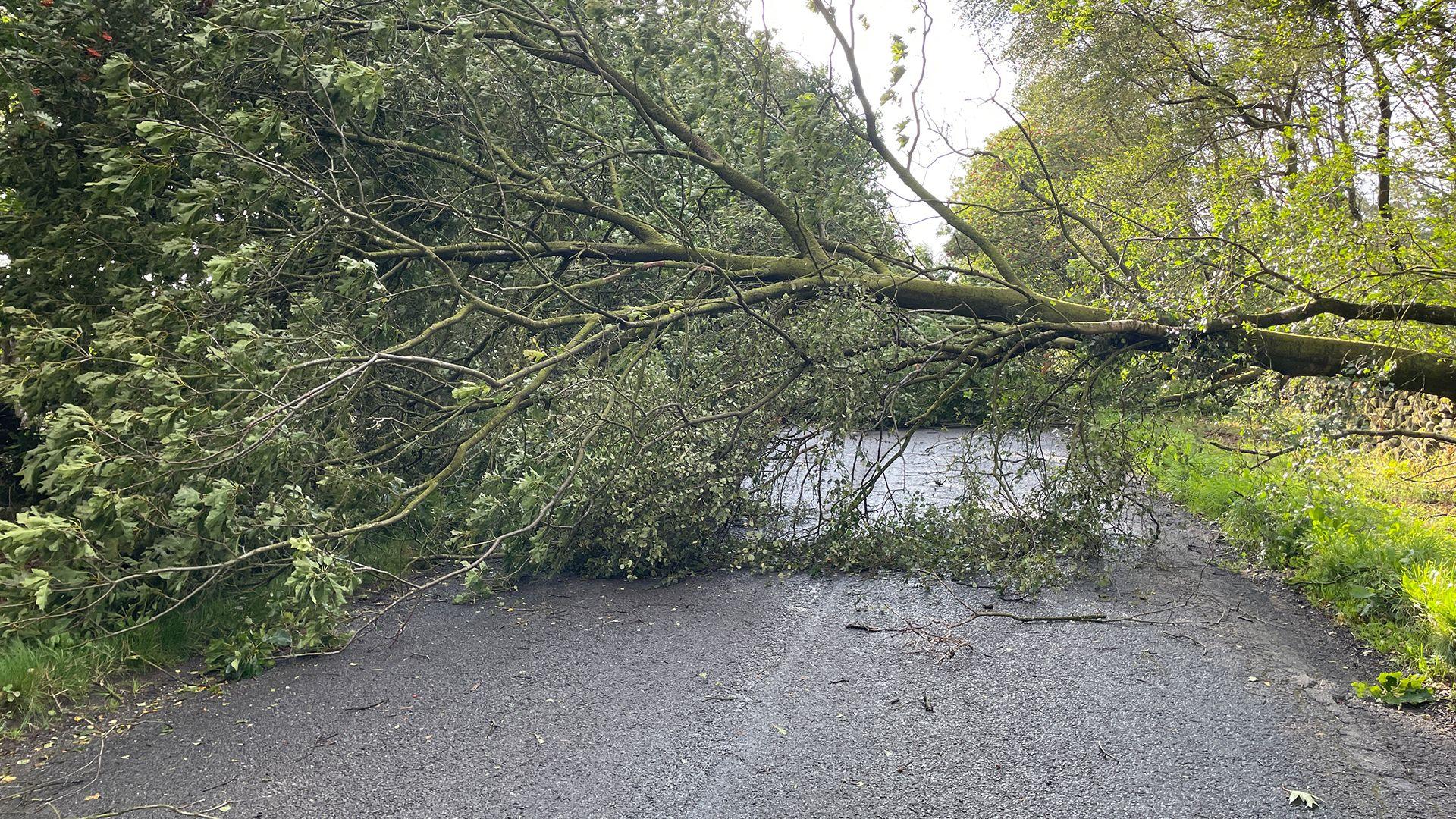 A fallen tree covers a road