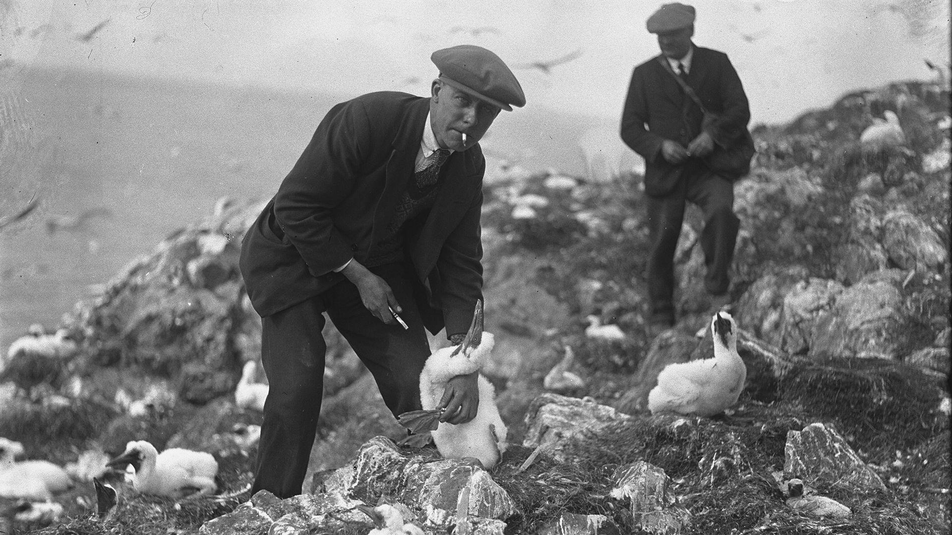 Hen lun du a gwyn o ddynion yn modrwyo adar