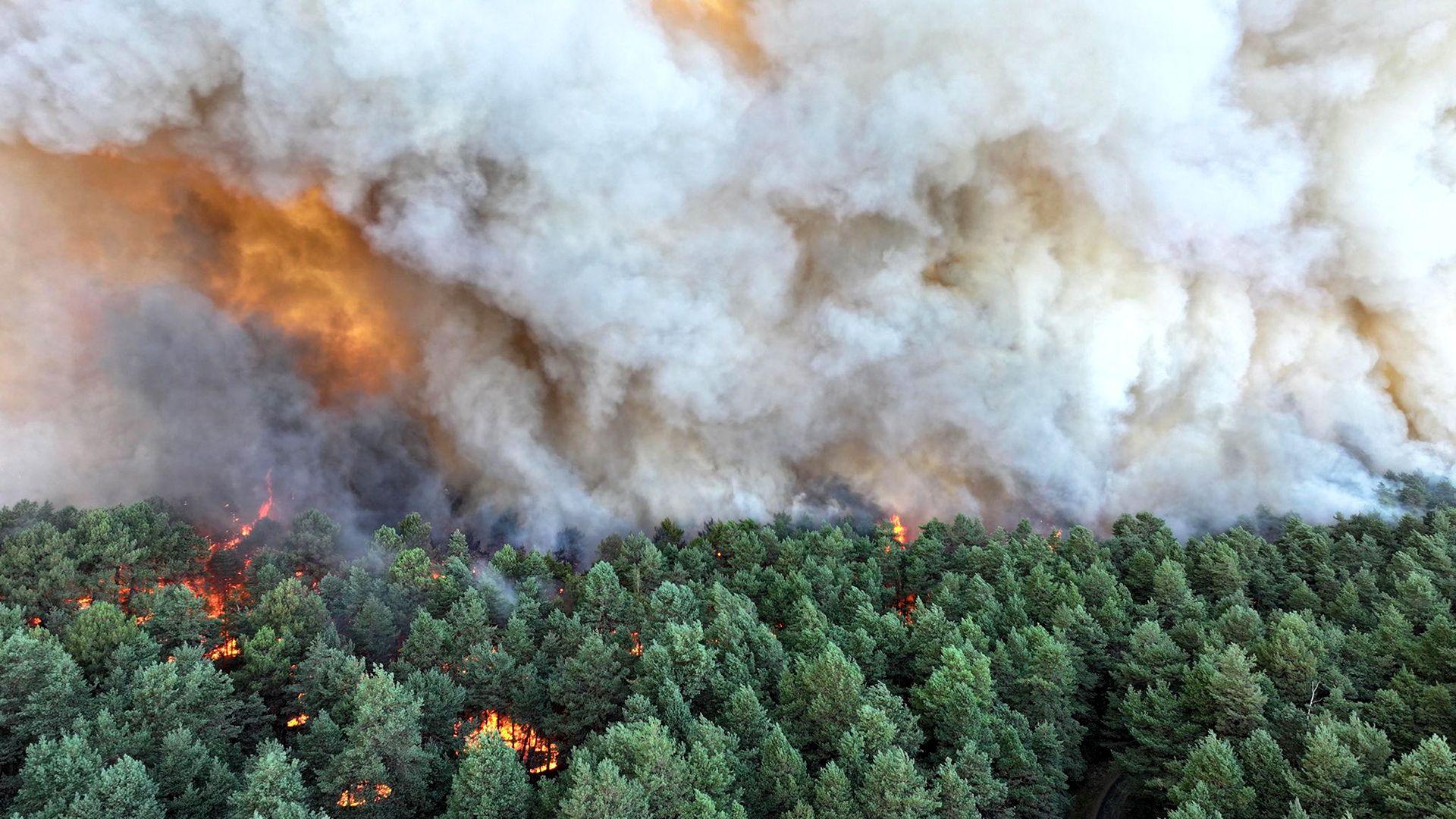 Smoke rises and orange flames can be seen in a wide view of green forest trees burning in Fontainebleau on Sunday.
