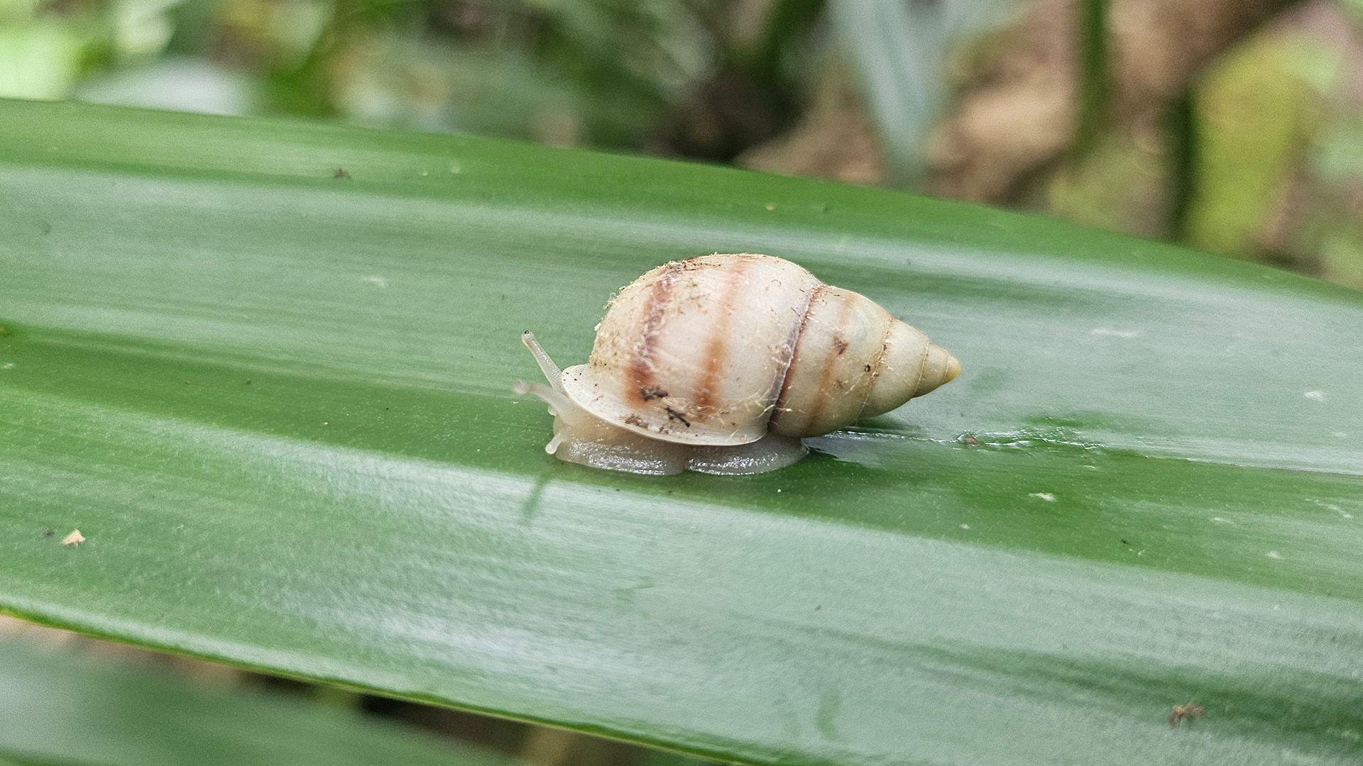 Partula tohivea snail on a leaf