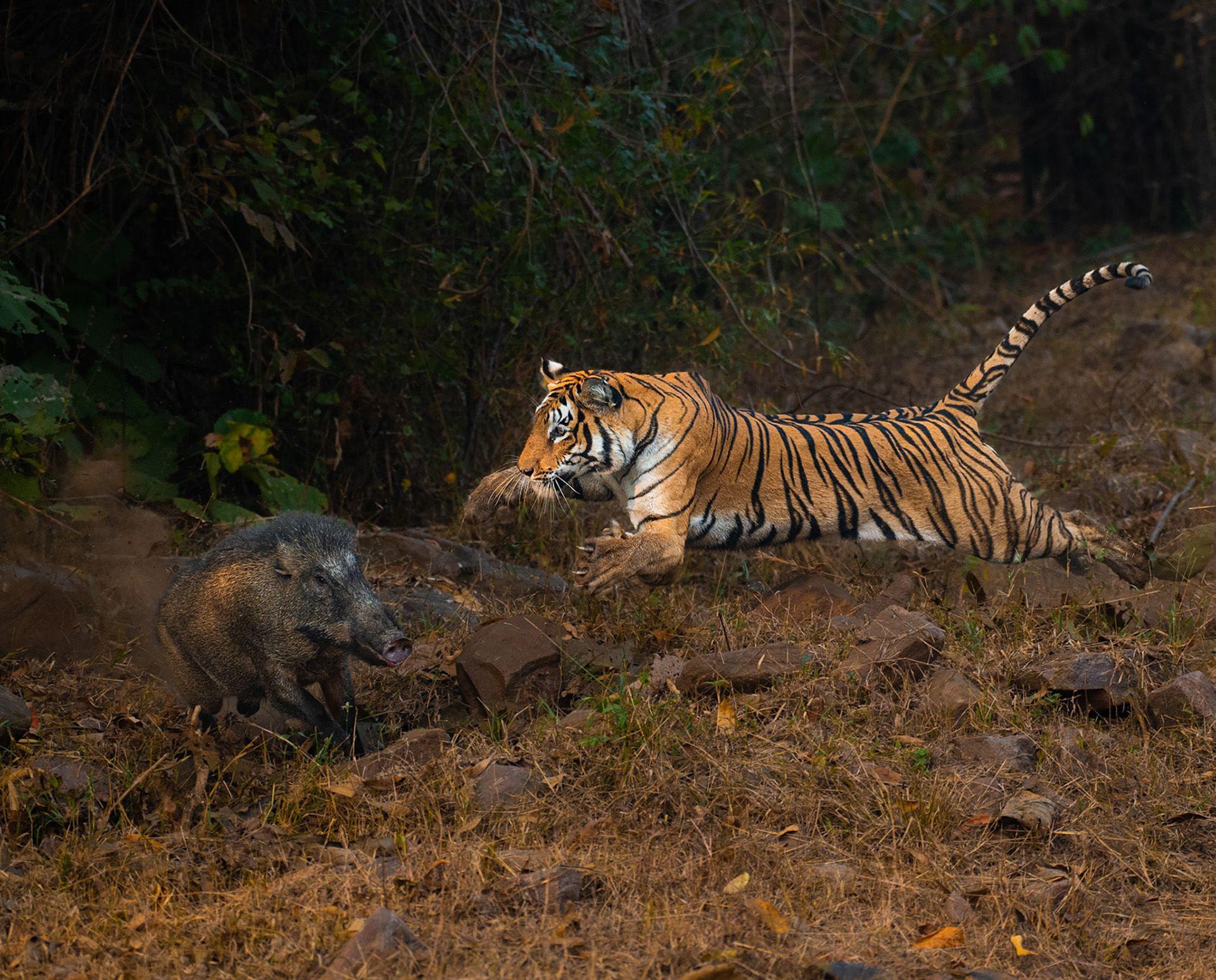 A tigress pounces on a wild boar in the jungle of Kolsa, Tadoba, India