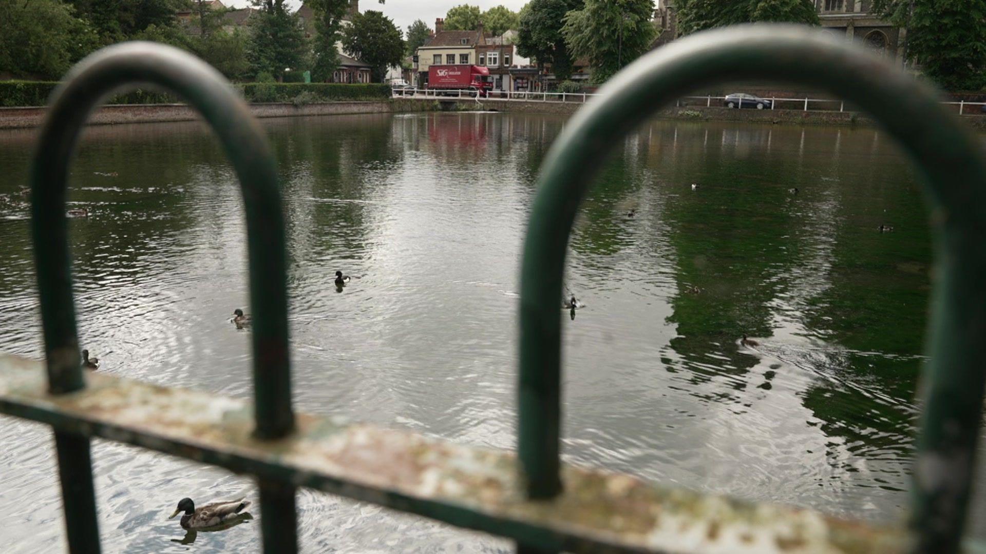 Pond in Carshalton