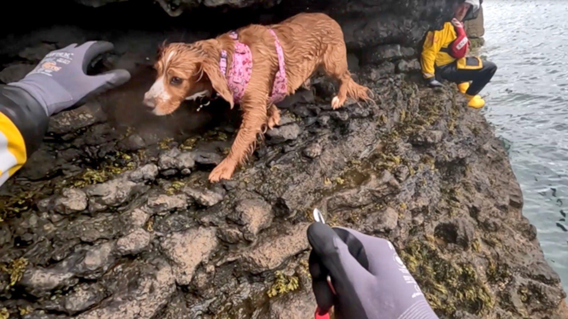 A wet springer spaniel with a pink harness. The springer is walking a cliff edge as two RNLI workers are helping it.