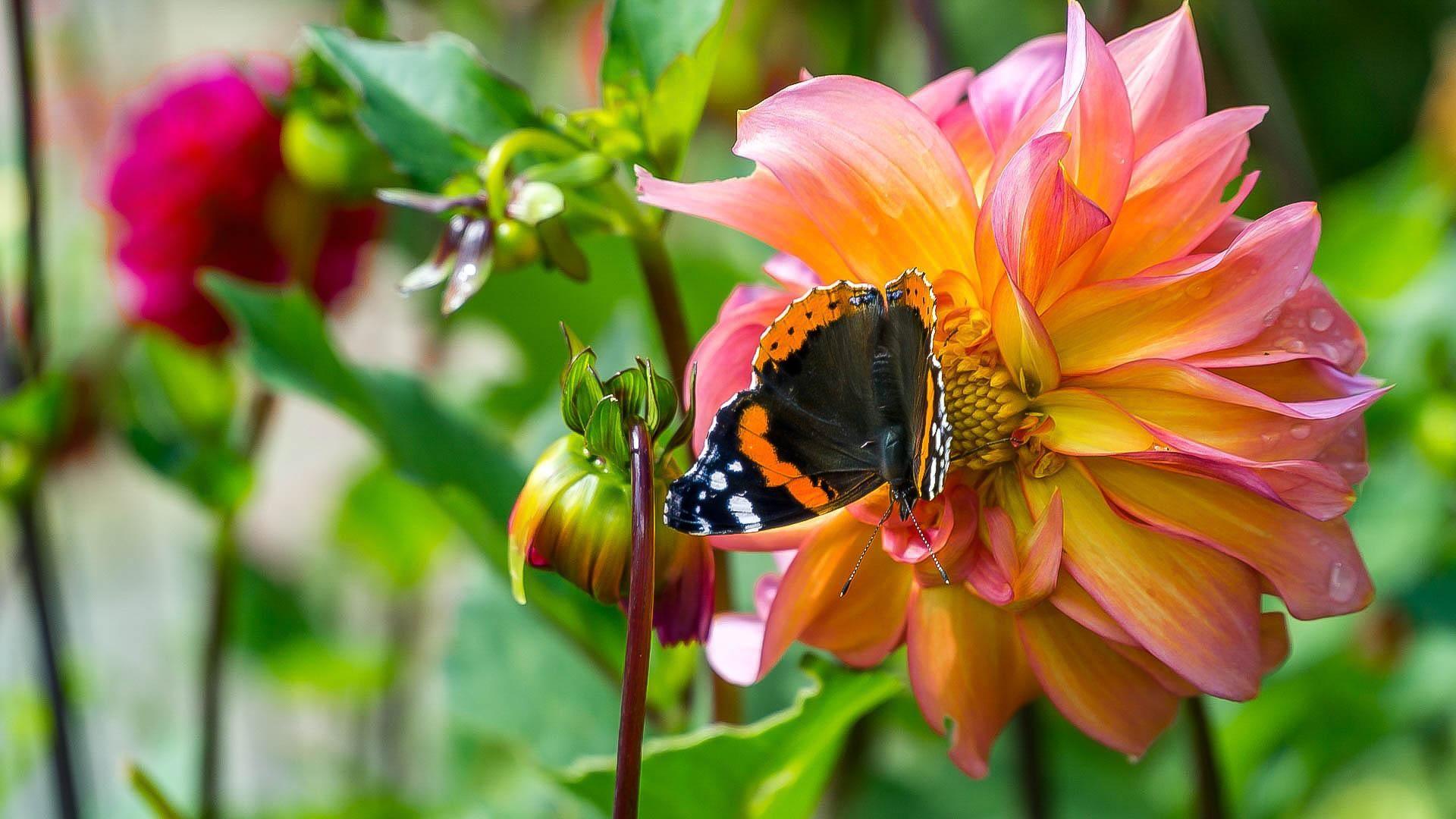 A butterfly with a mainly black body and red stripes is on the petals of a flower which has raindrops on it. The flower has yellow petals tinged with pink and red