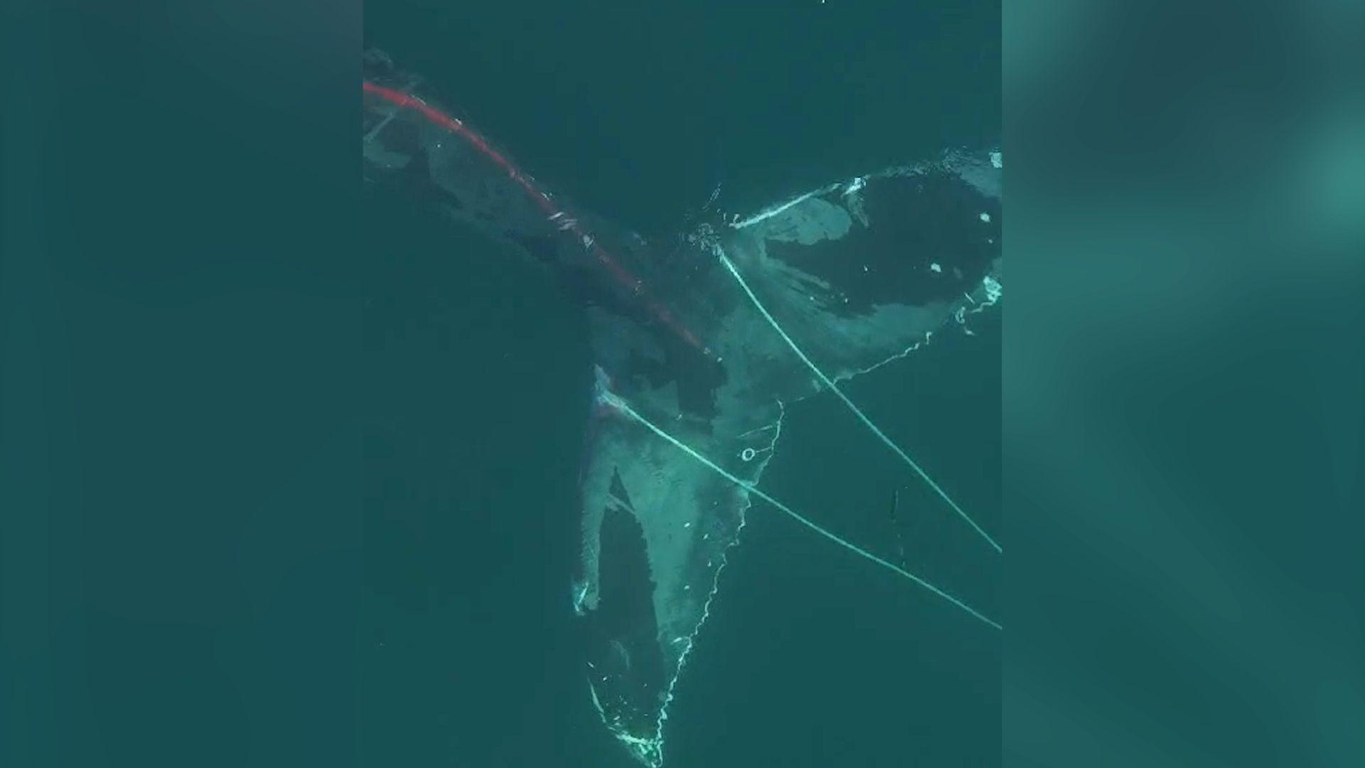 Drone footage of tail of a humpback whale with a rope tangled around it.