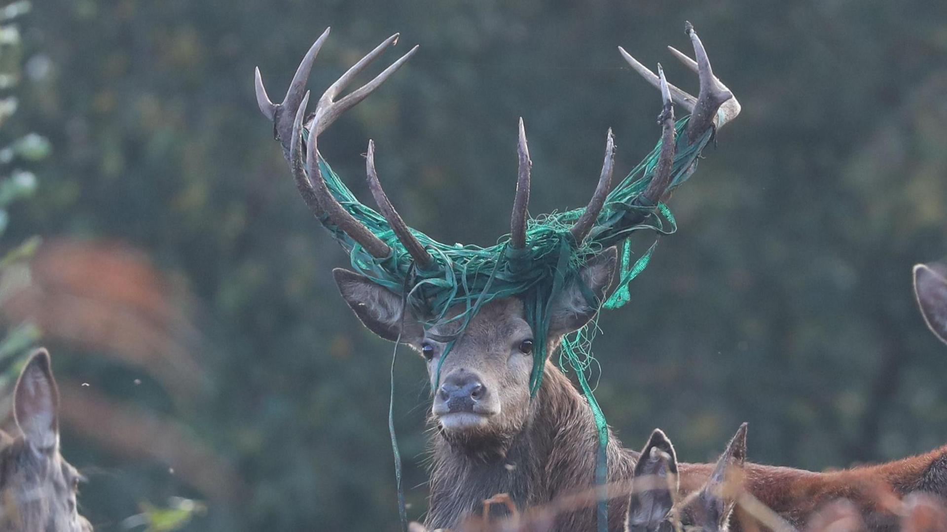 A stag with large antlers with green mesh wrapped around his them