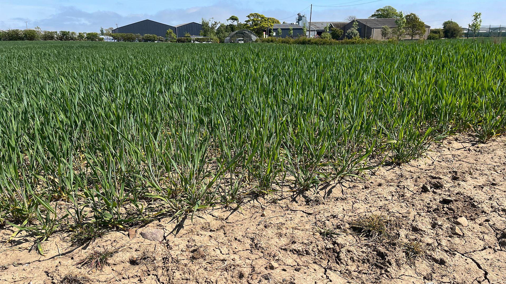 A field of green crops with dry cracked soil below and farm buildings in the background