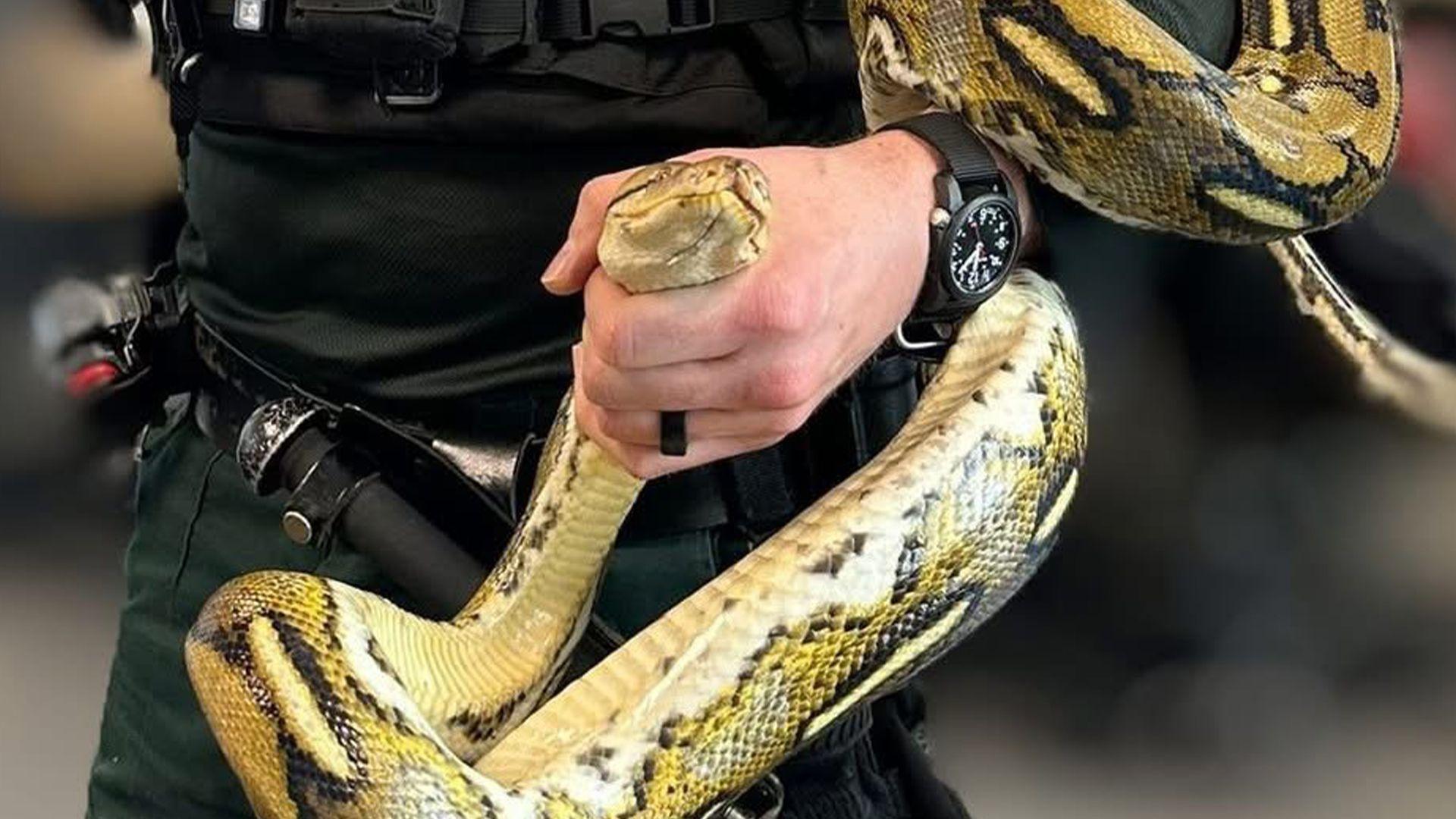 Police officer holds a reticulated python by the head